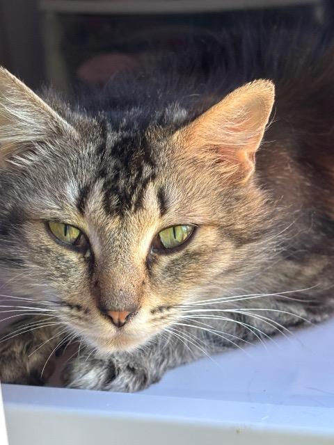 Butterfly, Adoptable, Young Female Domestic Long Hair.