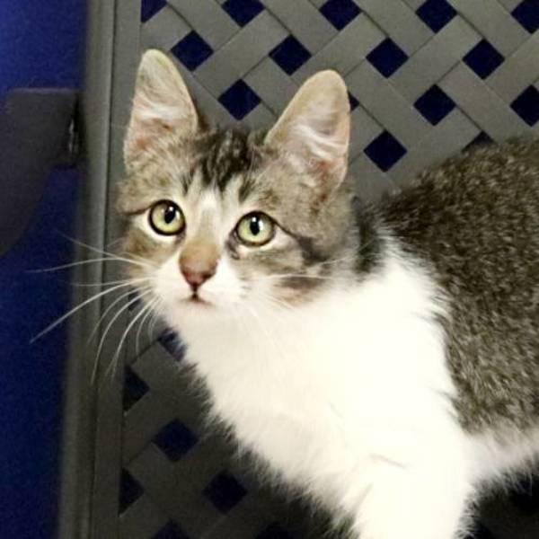 Pebbles, Adoptable, Kitten Female Domestic Short Hair.