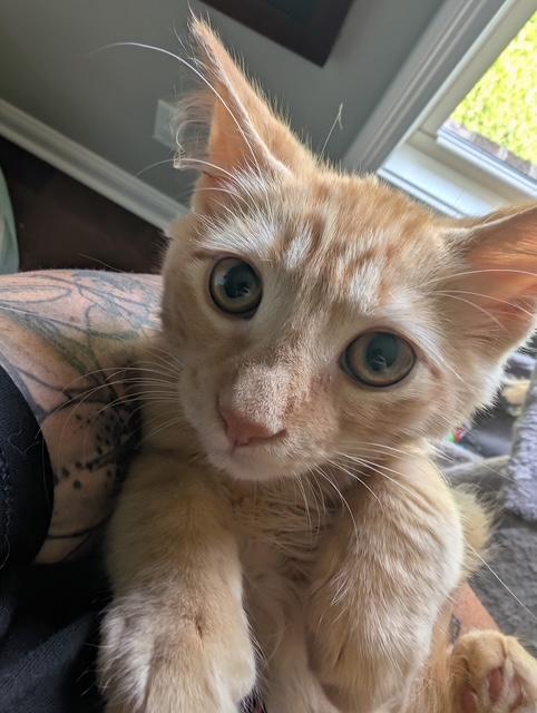 Enlarge Nacho, a Adoptable mixed breed in Bardstown, KY image 1/2