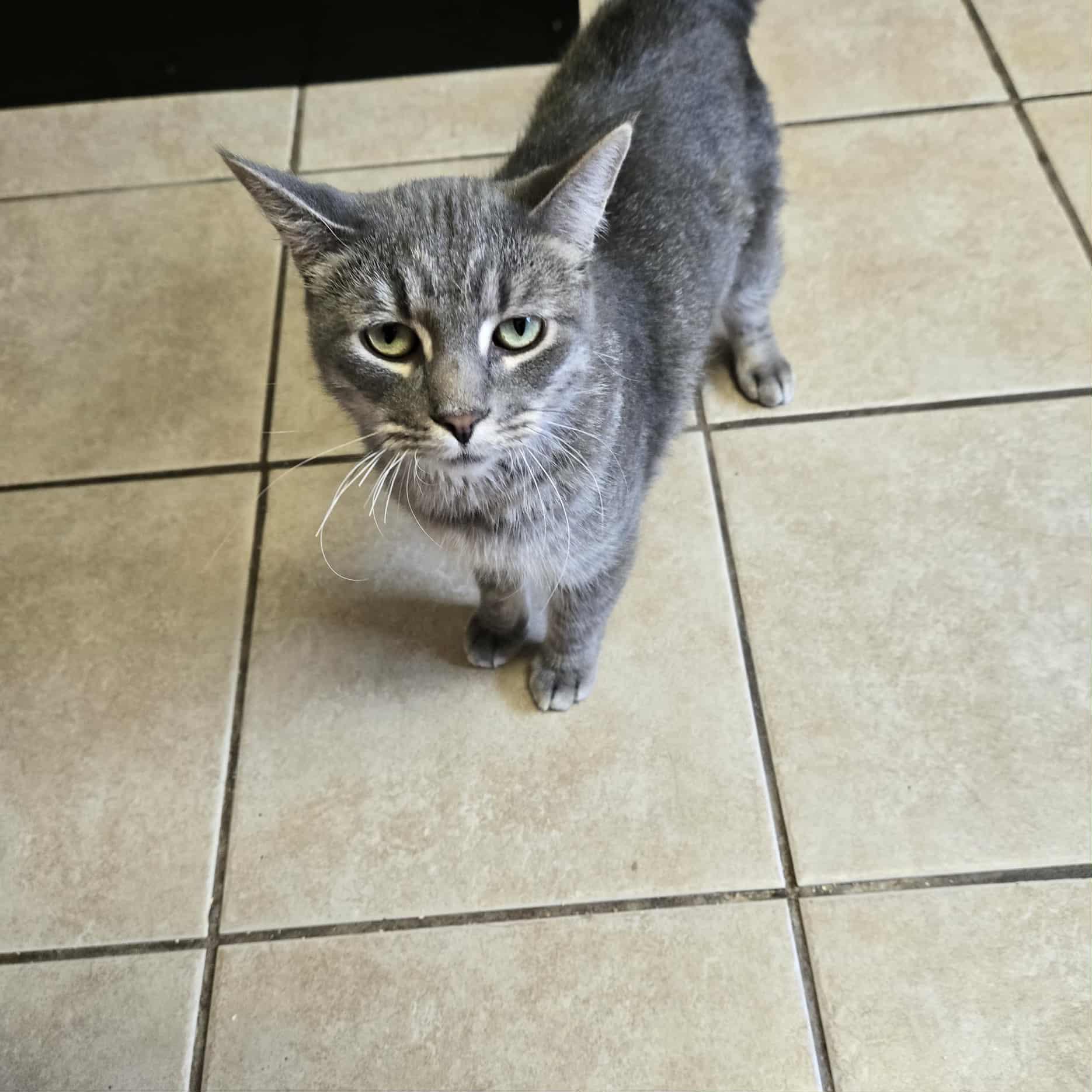 Knox (FIV +), a Adoptable Domestic Short Hair in West Branch, MI image 1/3