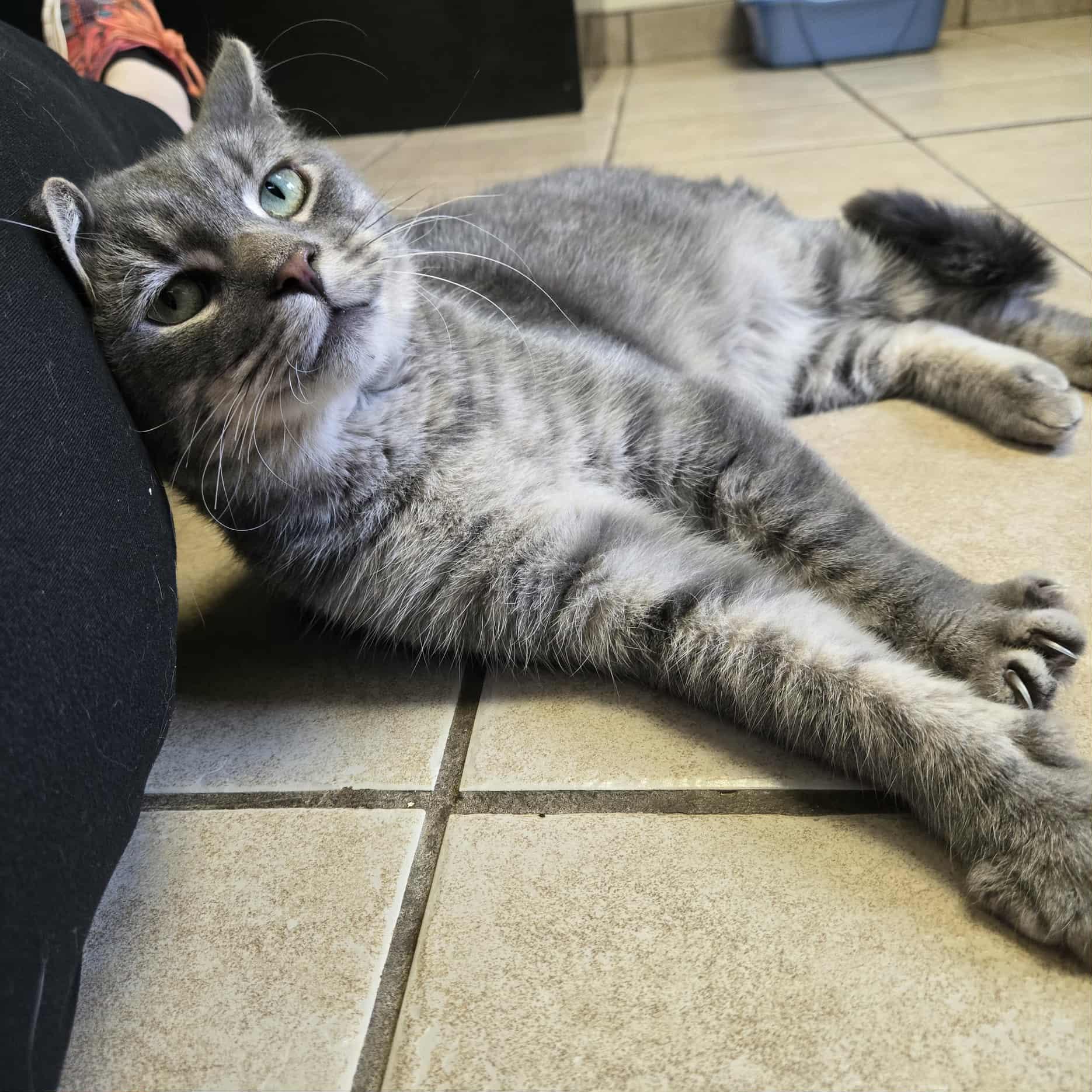 Knox (FIV +), a Adoptable Domestic Short Hair in West Branch, MI image 3/3