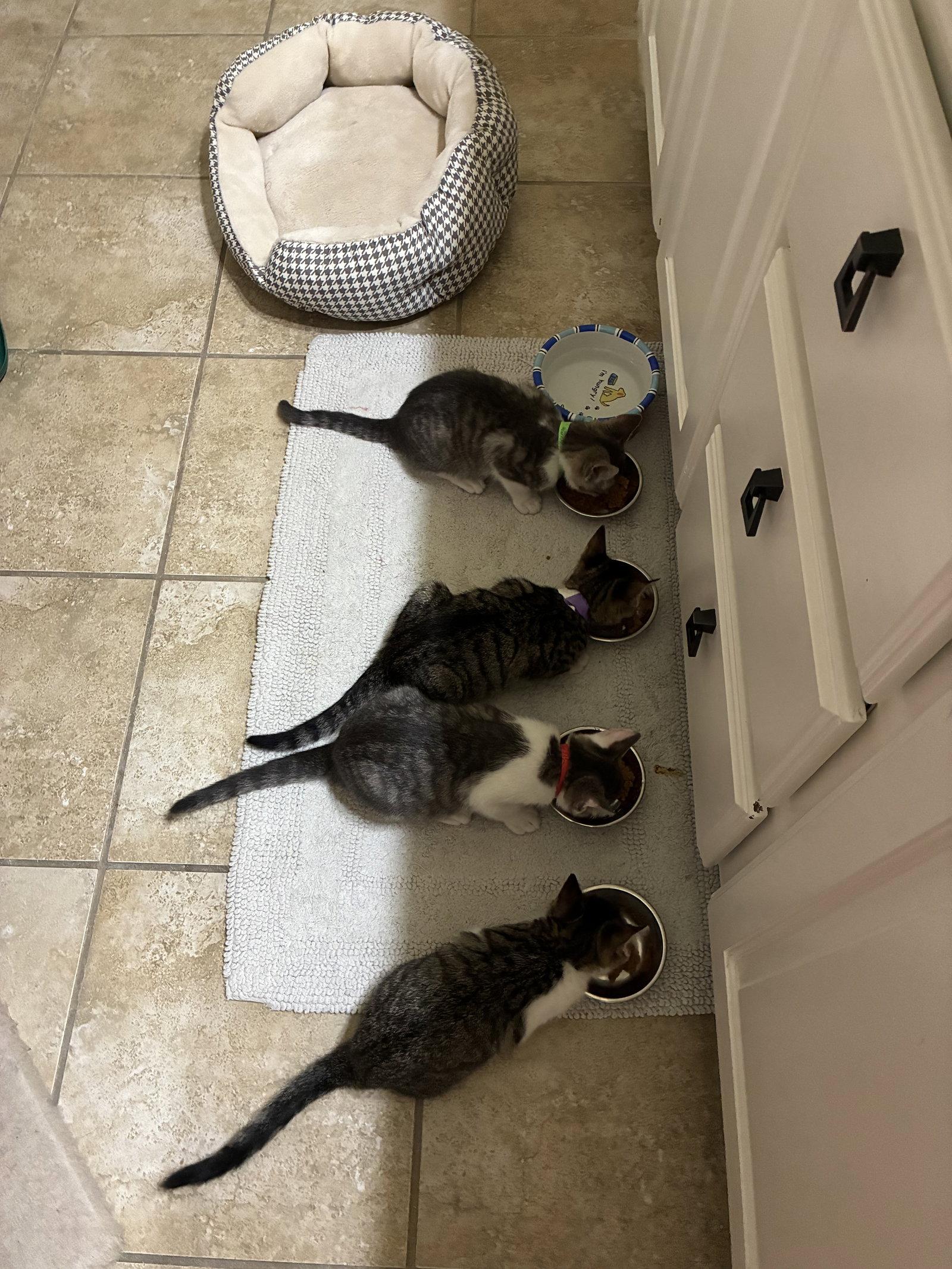 Enlarge Quesadilla, a Adopted Domestic Short Hair in Plano, TX image 1/2