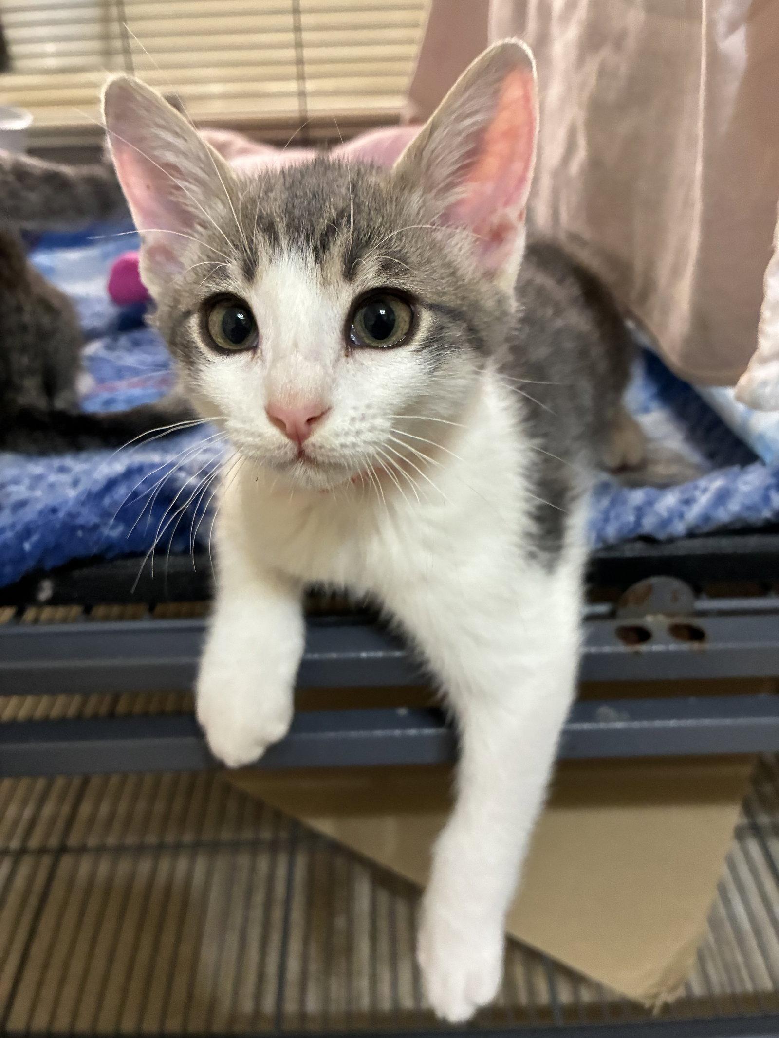 Enlarge Quesadilla, a Adopted Domestic Short Hair in Plano, TX image 2/2