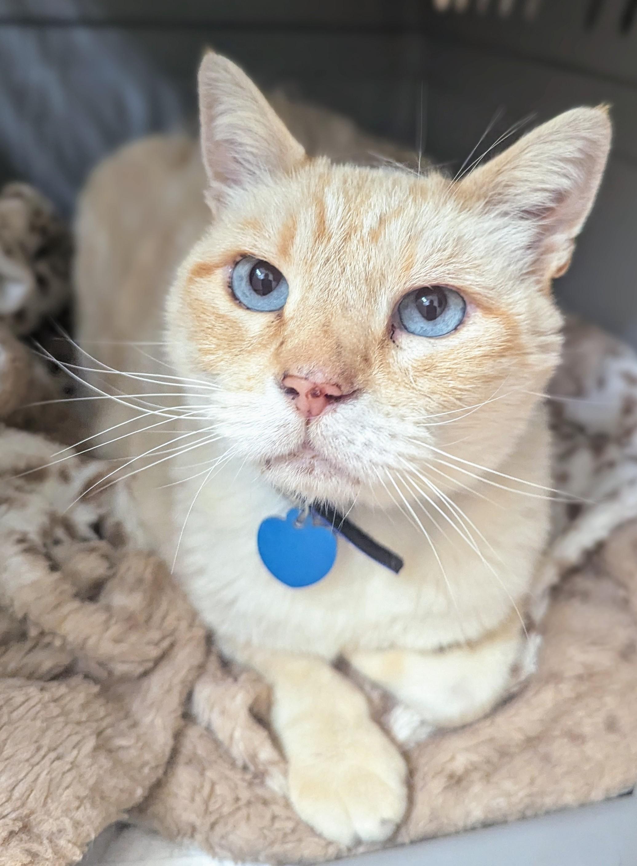 Enlarge Newman, a Adopted Siamese in Monterey, CA image 1/1