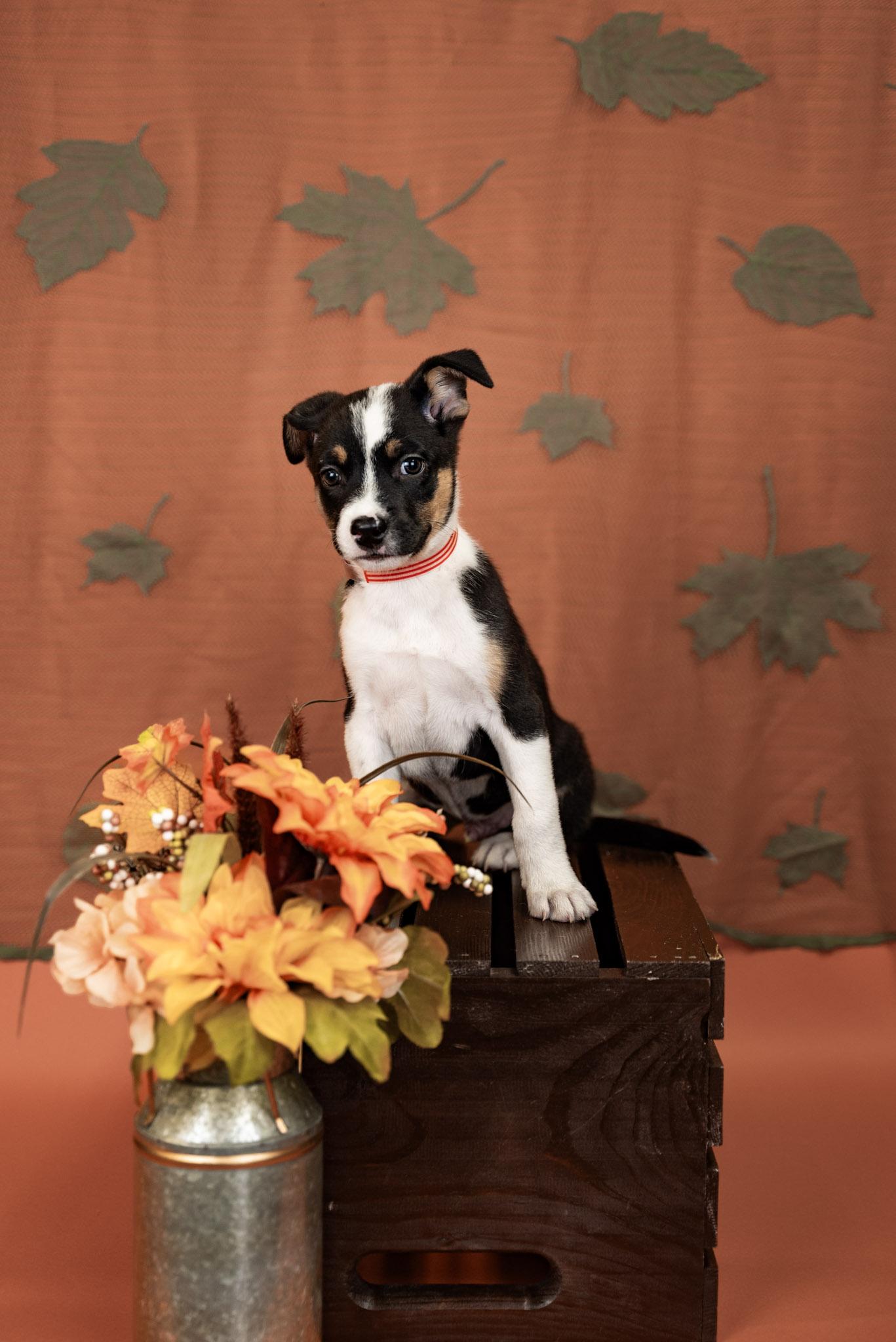 854-26, Adoptable, Puppy Male Shepherd & Pit Bull Terrier.