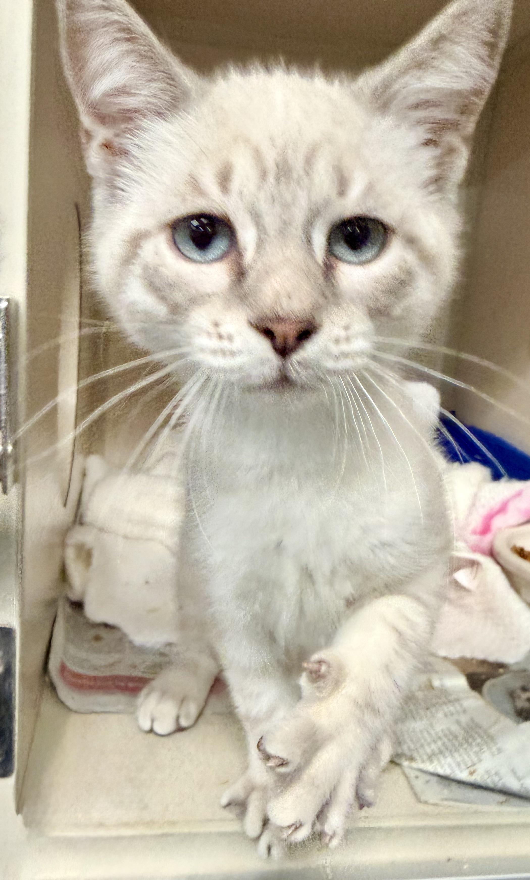 Brad, adopted, Kitten Male Siamese & Ragdoll.