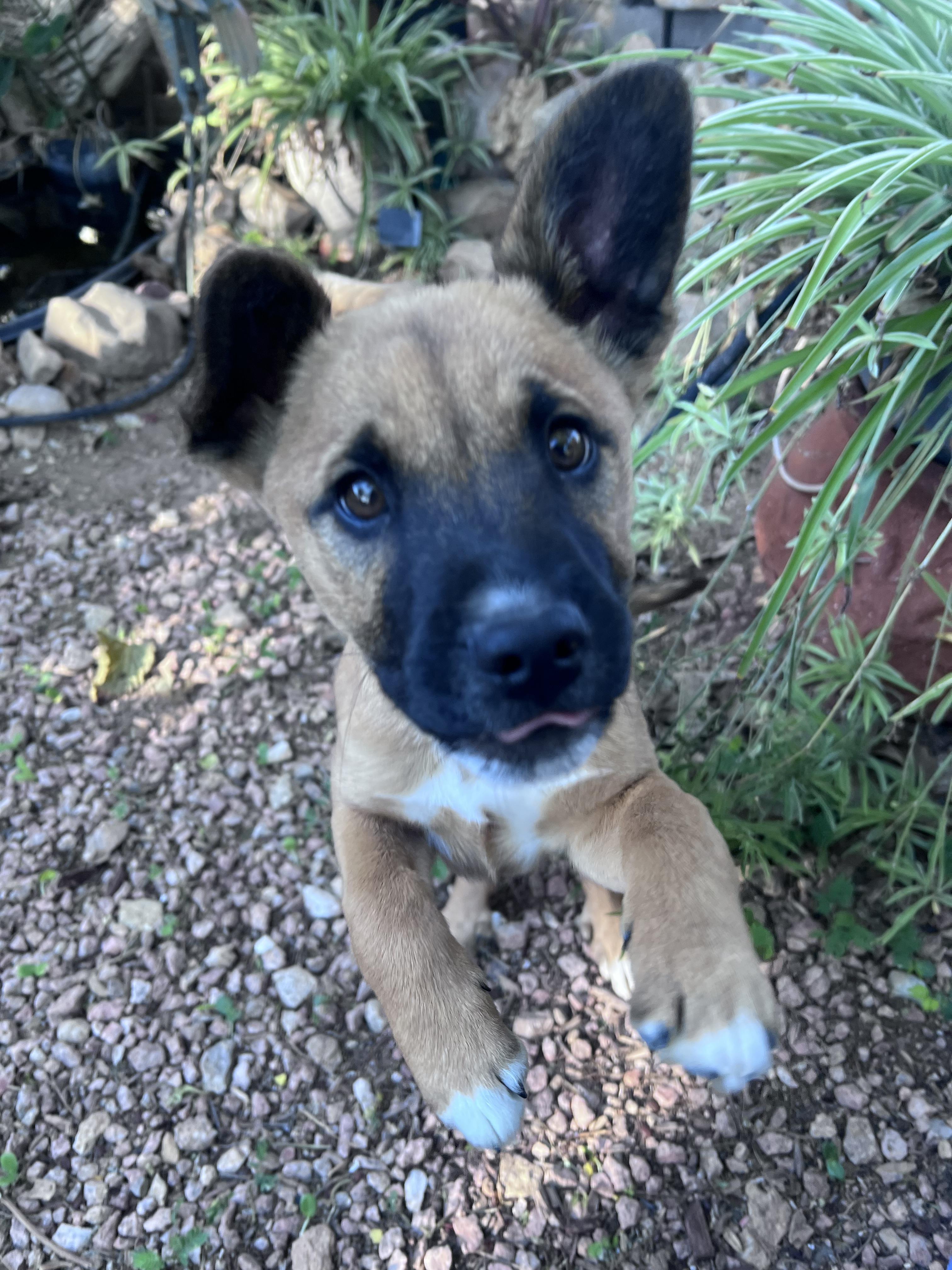 Fox/ Foxtrot, Adopted, Young Male Australian Cattle Dog / Blue Heeler & German Shepherd Dog.
