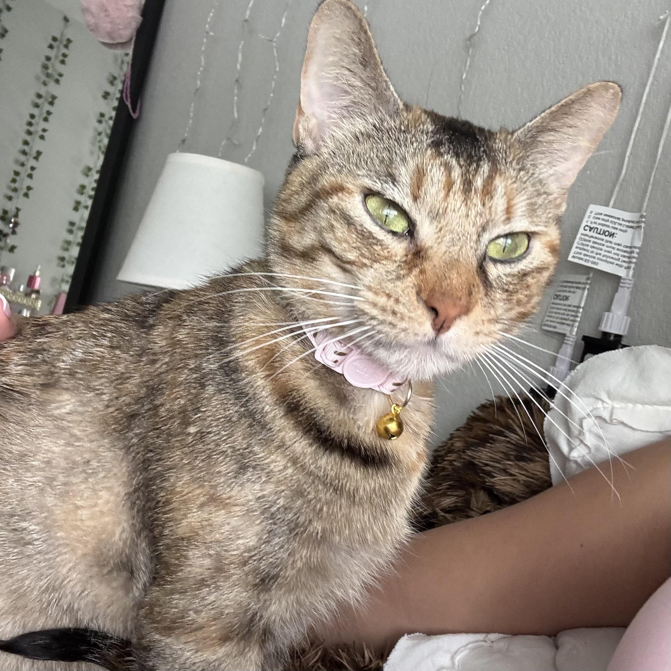 Little Miss, an adopted Domestic Short Hair in Bentonville, AR image 1/2