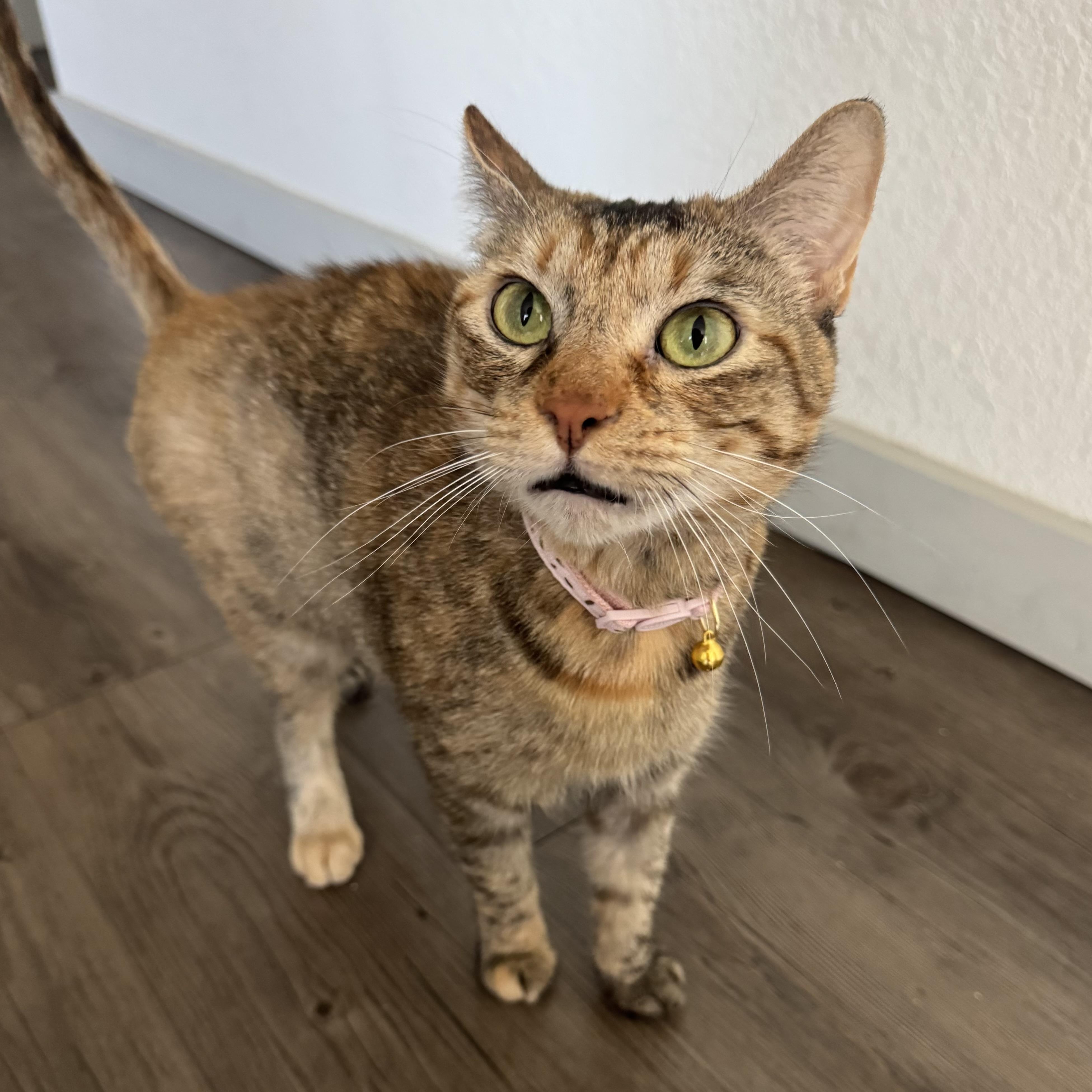 Little Miss, an adopted Domestic Short Hair in Bentonville, AR image 2/2
