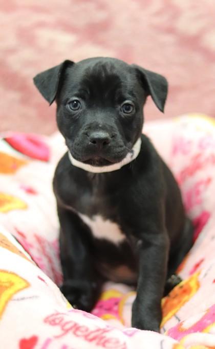 Habibi, Adoptable, Puppy Male Mixed Breed & Mixed Breed.