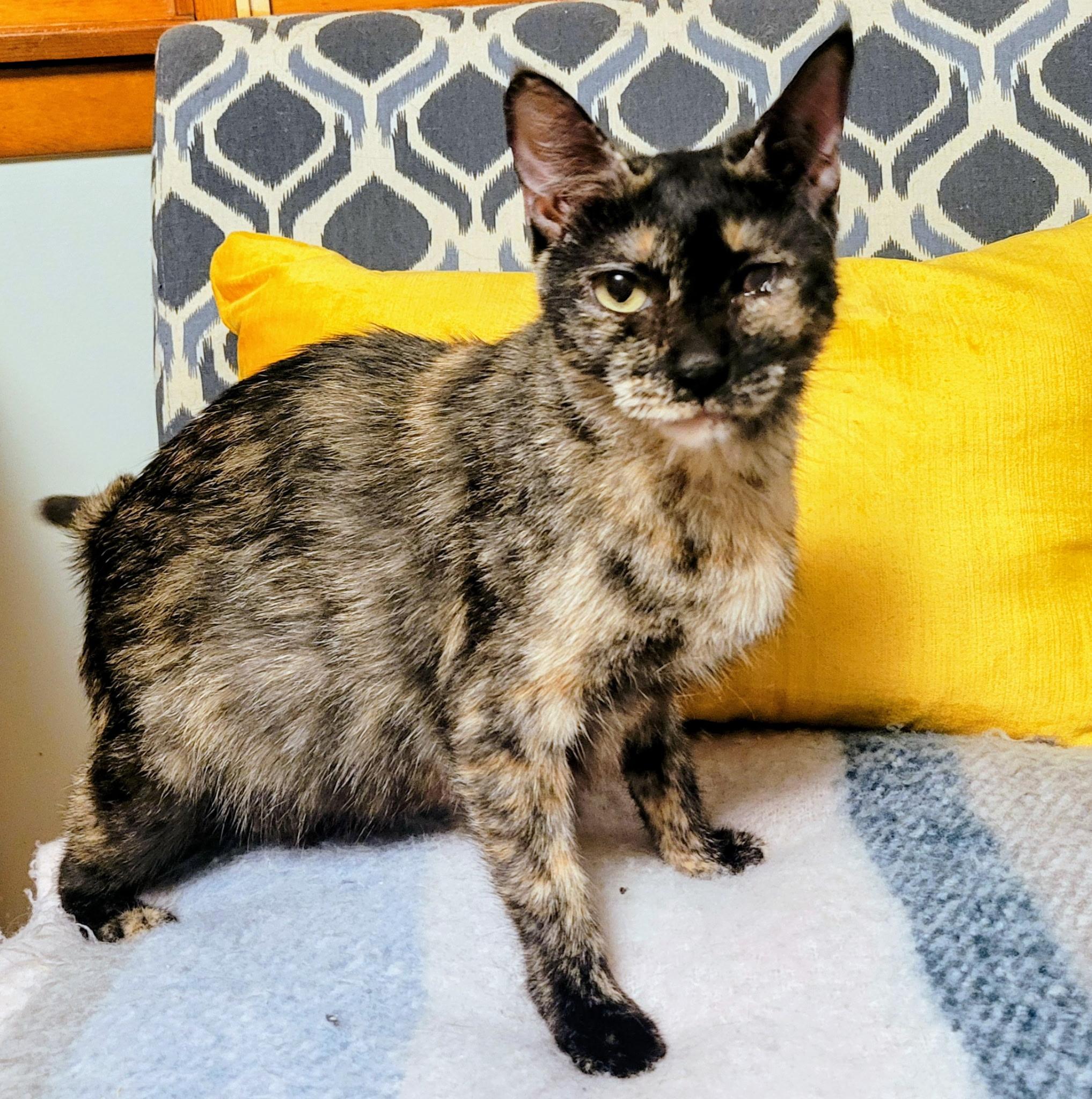 Enlarge Summer, an adopted Tabby in Syracuse, NY image 1/3