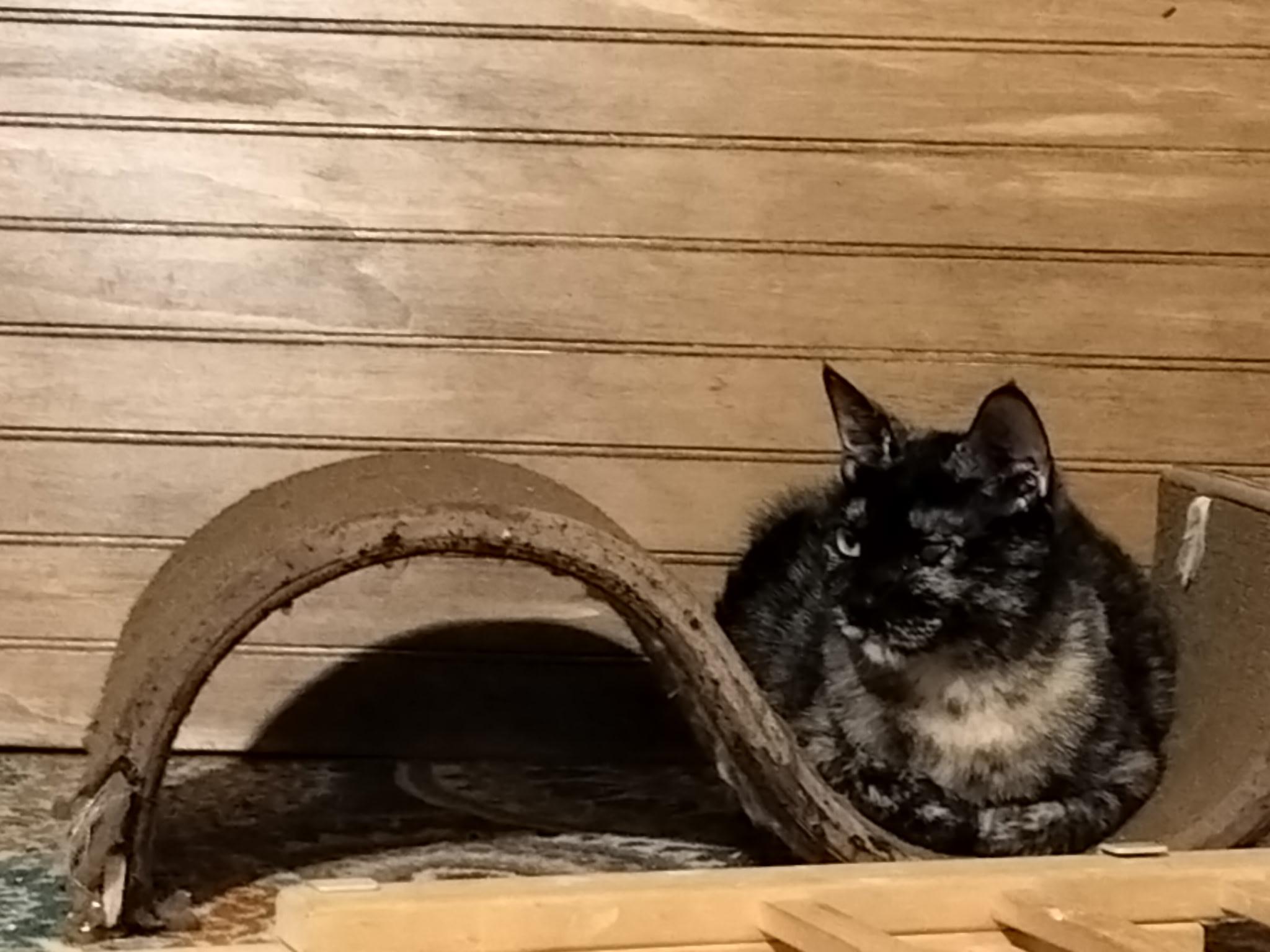 Enlarge Summer, an adopted Tabby in Syracuse, NY image 2/3