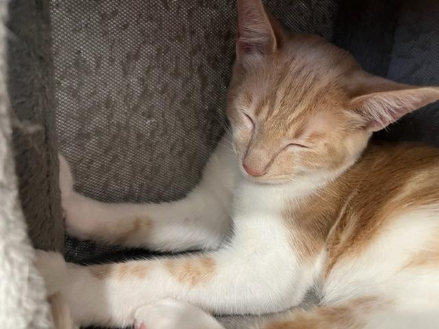 Sully is Super Sweet!, an adoptable Domestic Short Hair in Eagle Point, OR, 97524 | Photo Image 1