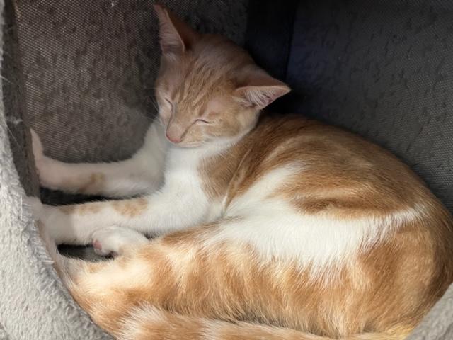 Sully is Super Sweet!, an adoptable Domestic Short Hair in Eagle Point, OR, 97524 | Photo Image 3