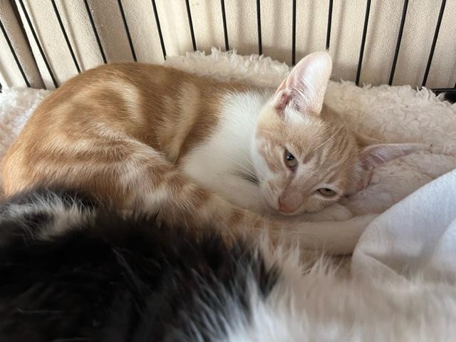 Sully is Super Sweet!, an adoptable Domestic Short Hair in Eagle Point, OR, 97524 | Photo Image 5