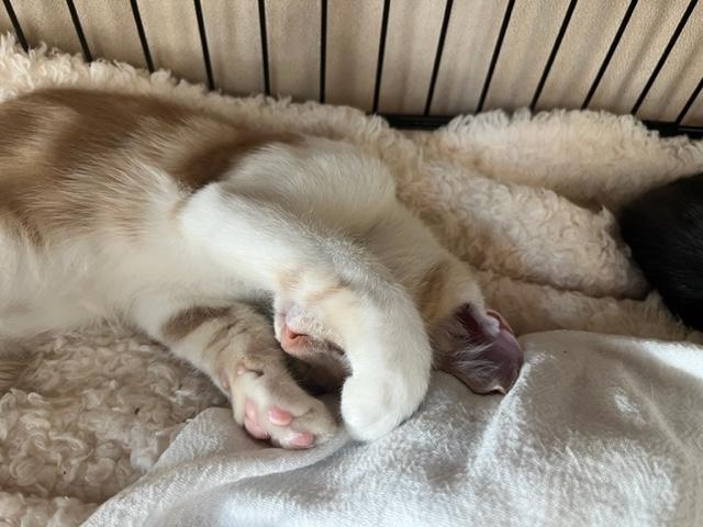 Sully is Super Sweet!, an adoptable Domestic Short Hair in Eagle Point, OR, 97524 | Photo Image 2