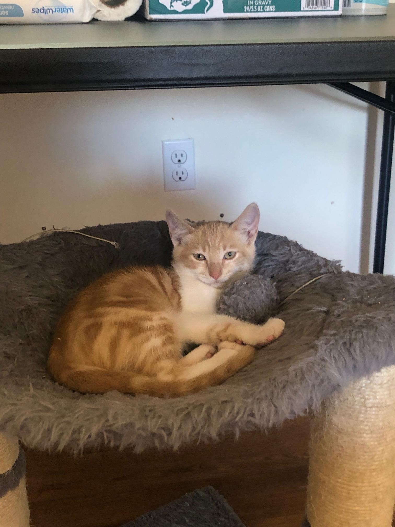 Sully is Super Sweet!, an adoptable Domestic Short Hair in Eagle Point, OR, 97524 | Photo Image 4