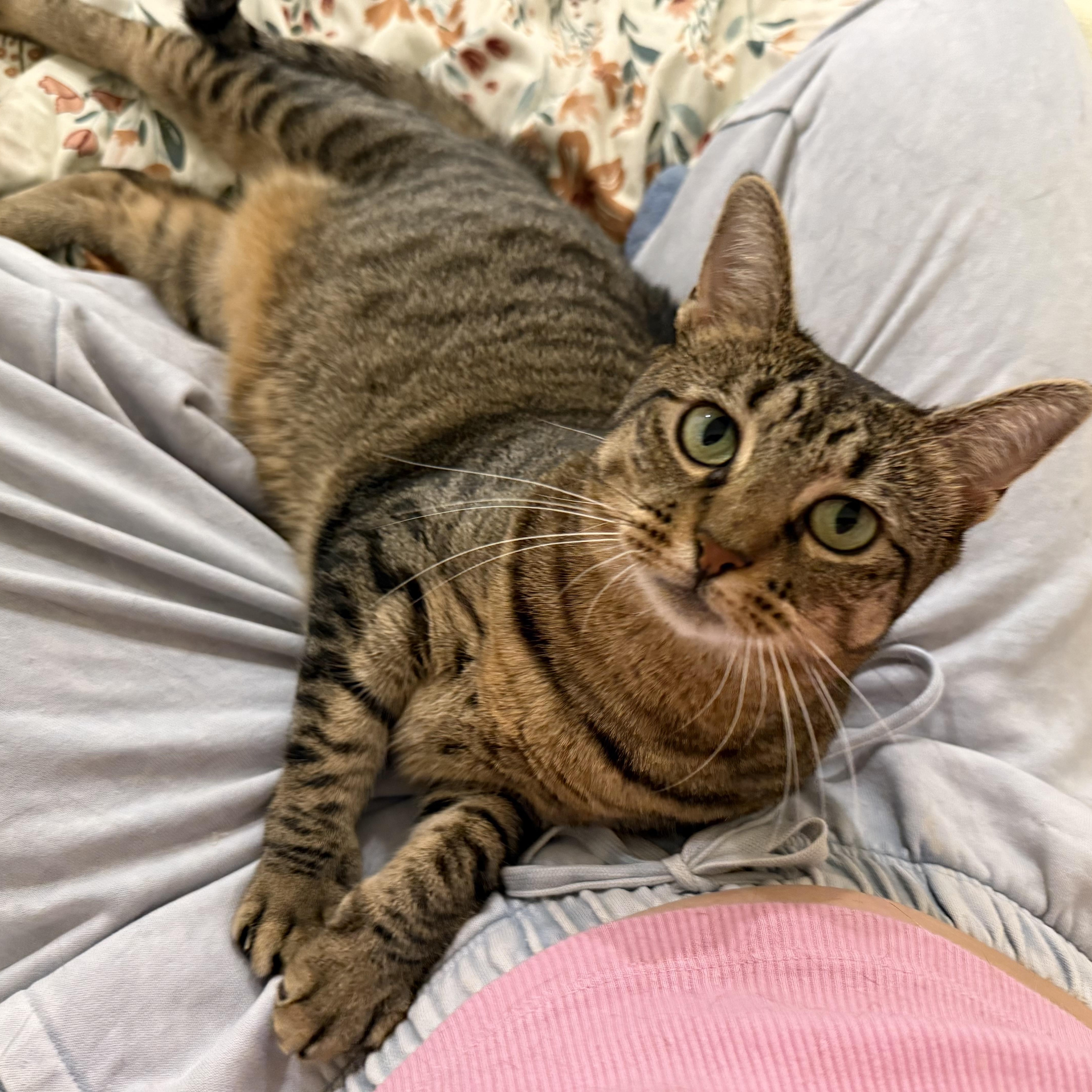 Lola, Adoptable, Young Female Domestic Short Hair.