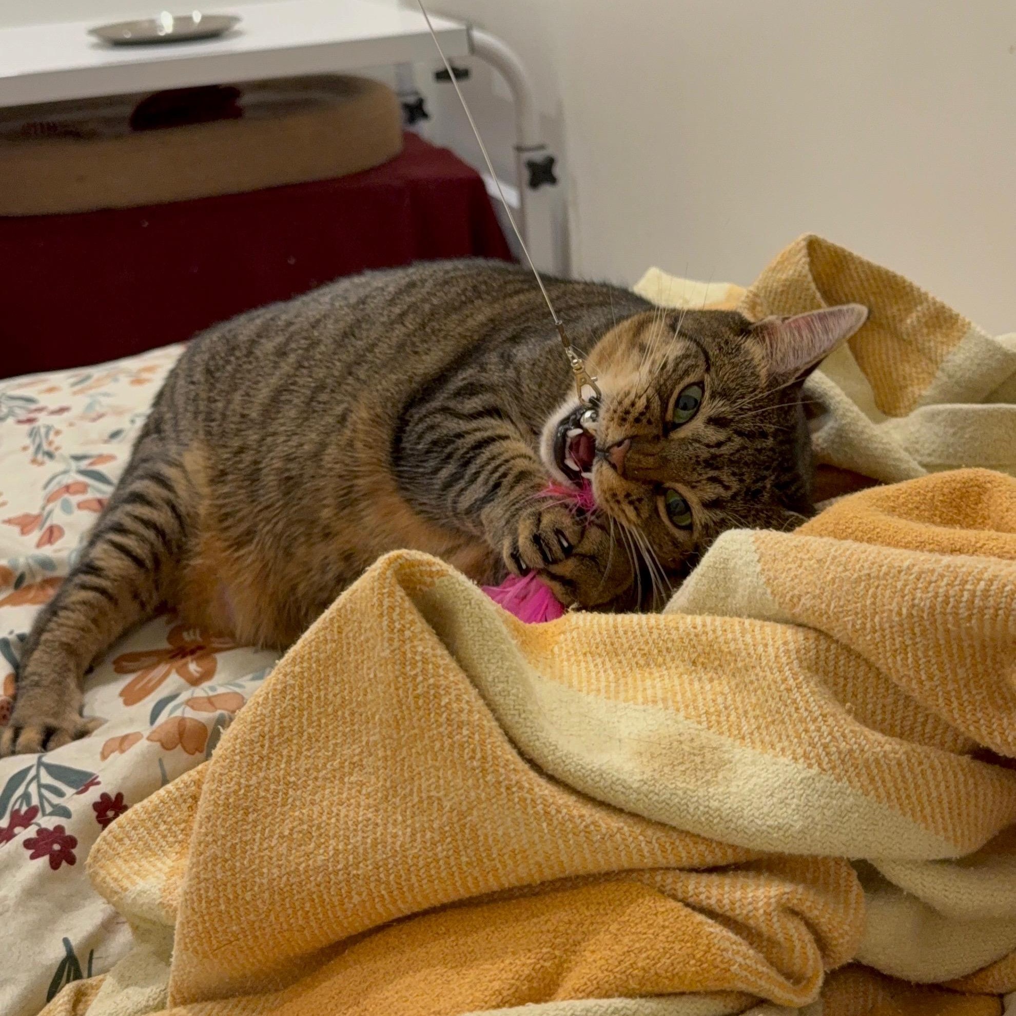 Lola, a Adoptable Domestic Short Hair in Ridgewood, NY image 5/6