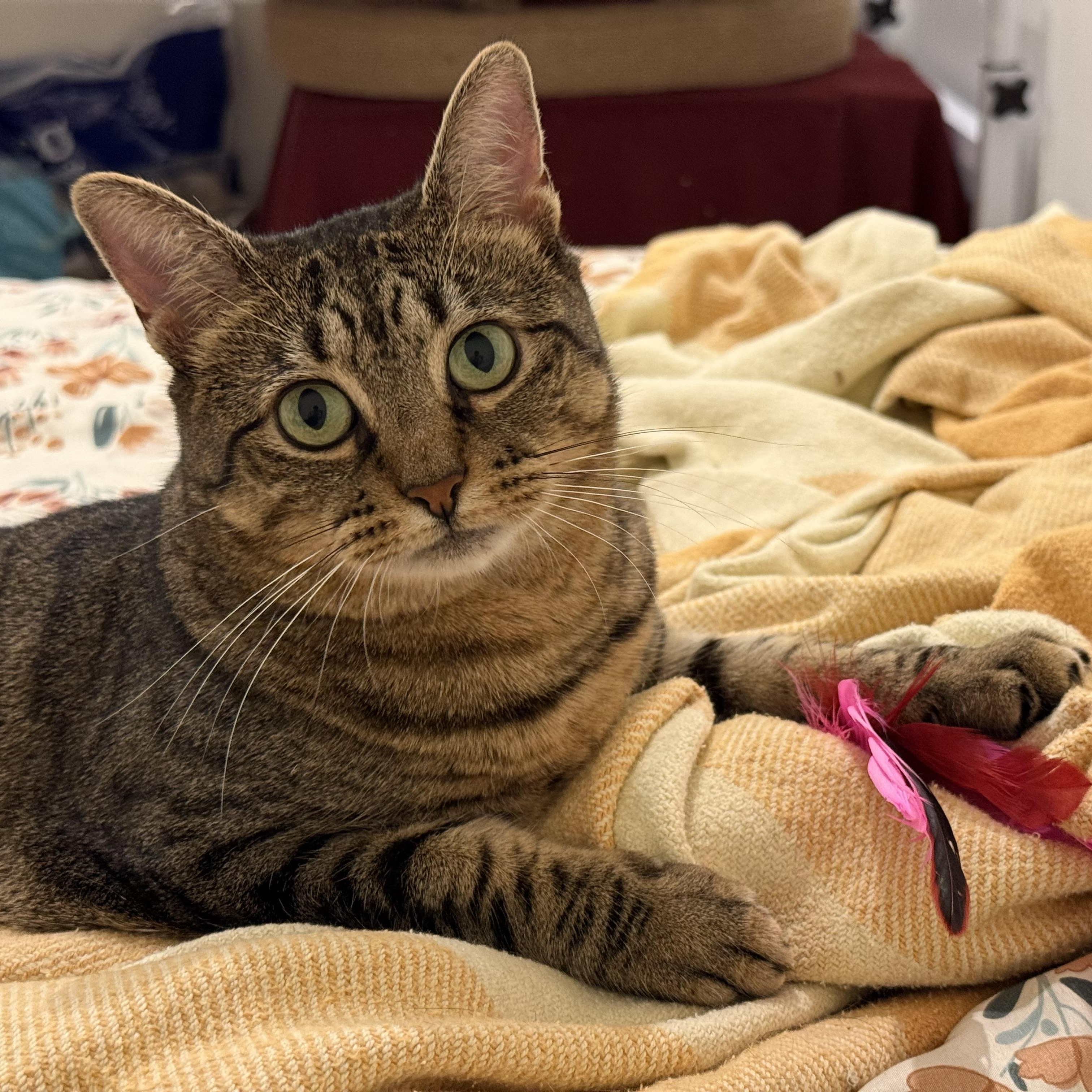 Lola, a Adoptable Domestic Short Hair in Ridgewood, NY image 3/6