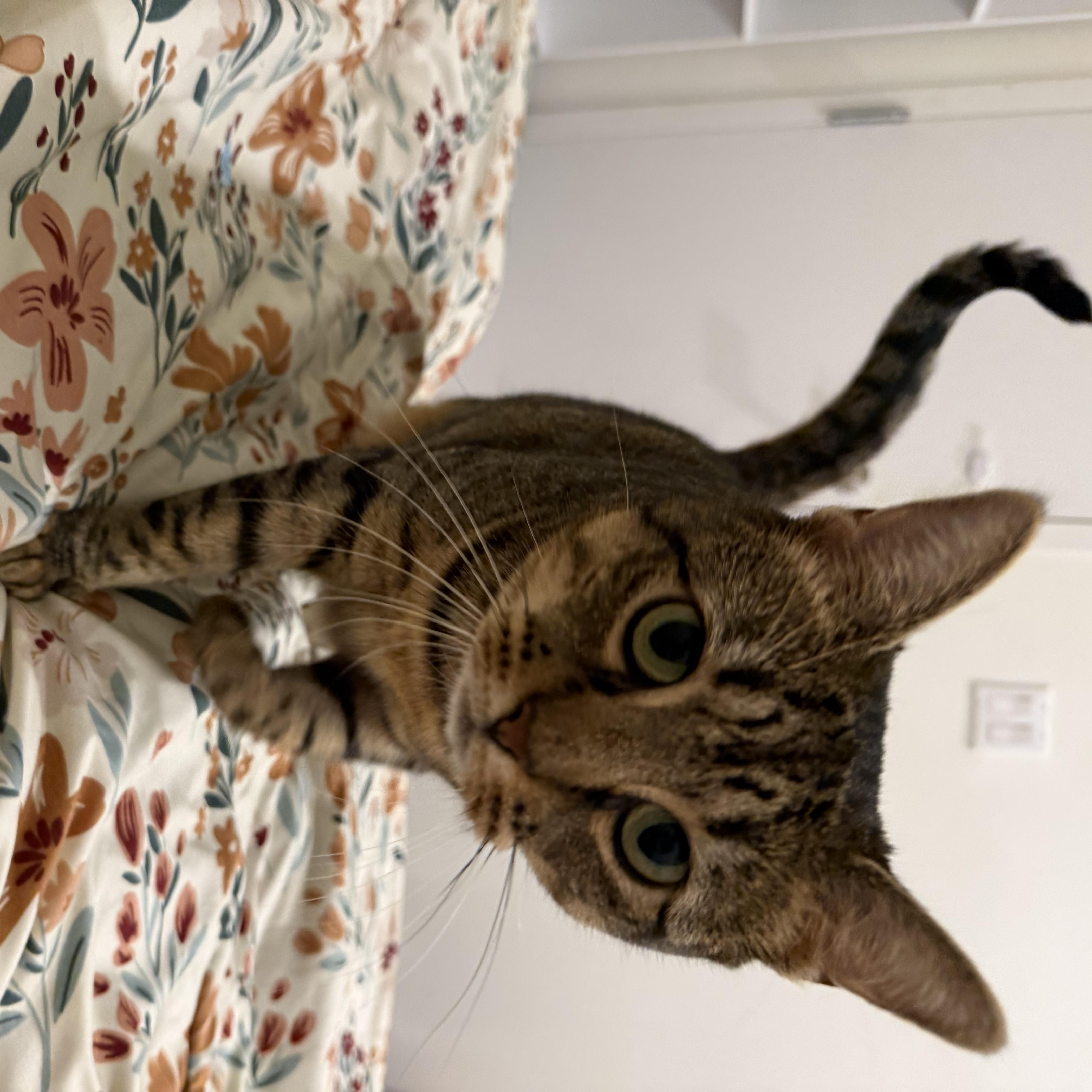 Lola, a Adoptable Domestic Short Hair in Ridgewood, NY image 4/6