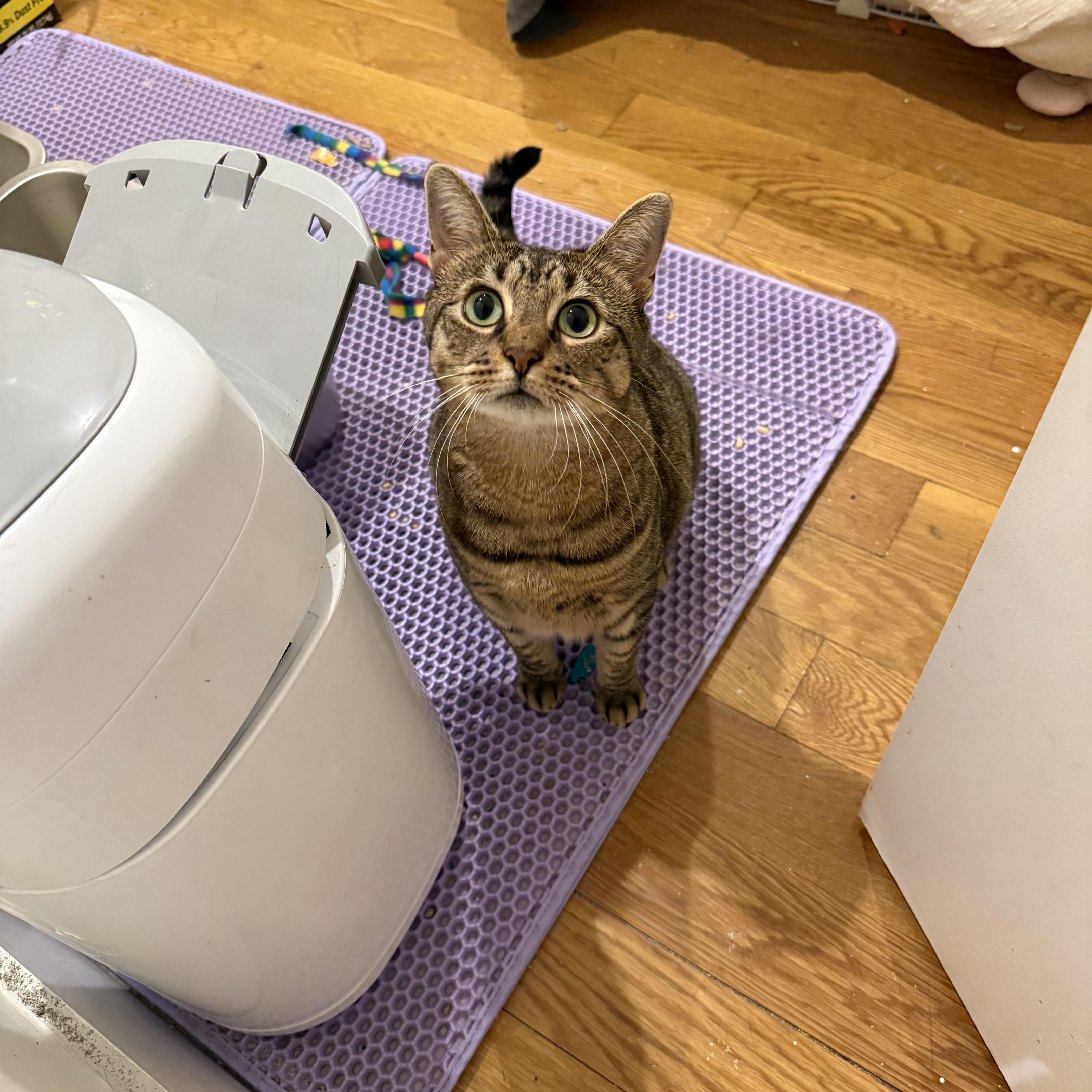 Lola, a Adoptable Domestic Short Hair in Ridgewood, NY image 6/6