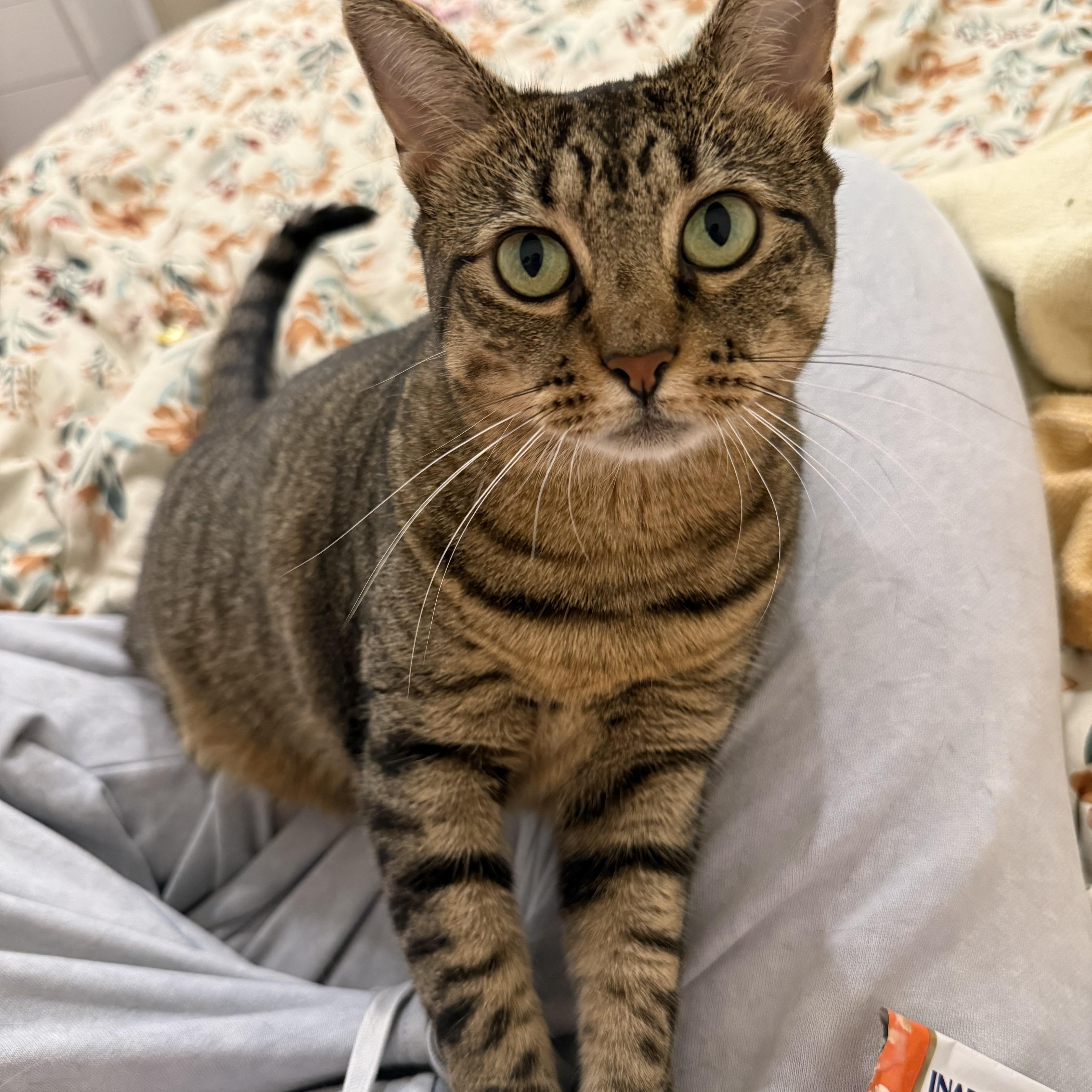 Lola, a Adoptable Domestic Short Hair in Ridgewood, NY image 2/6