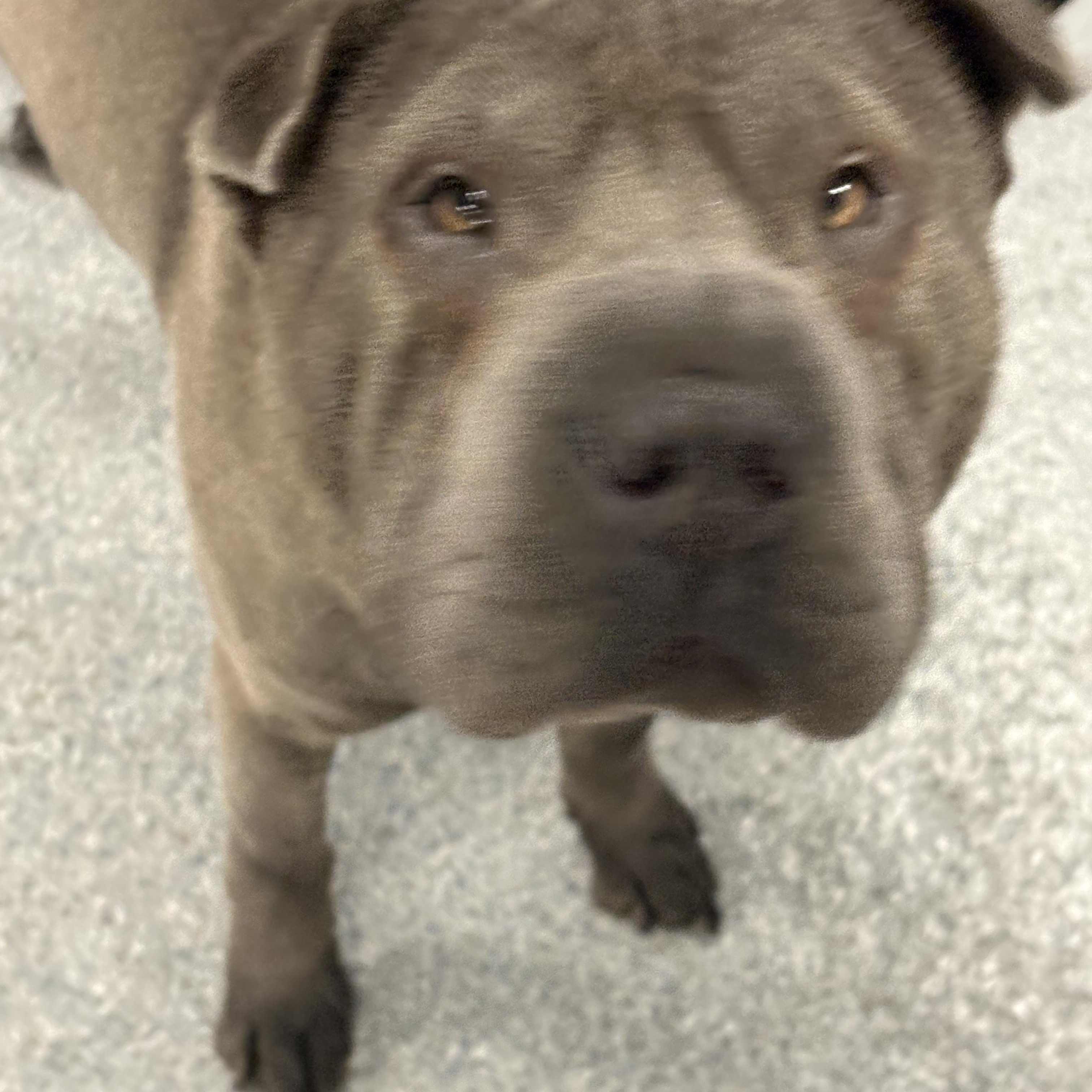 Enlarge WonTon, a Adoptable Shar-Pei in Yonkers, NY image 2/6