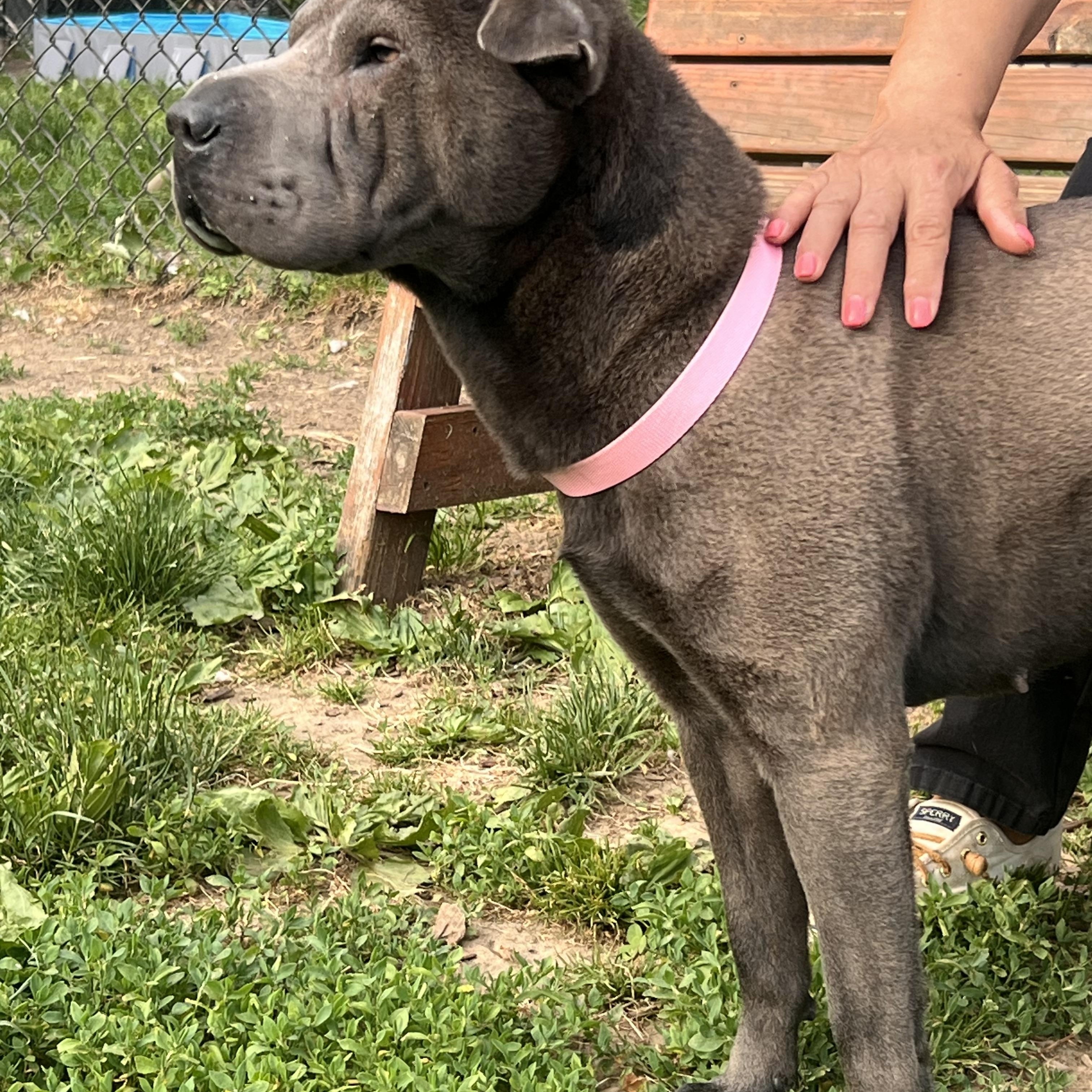 Enlarge WonTon, a Adoptable Shar-Pei in Yonkers, NY image 5/6