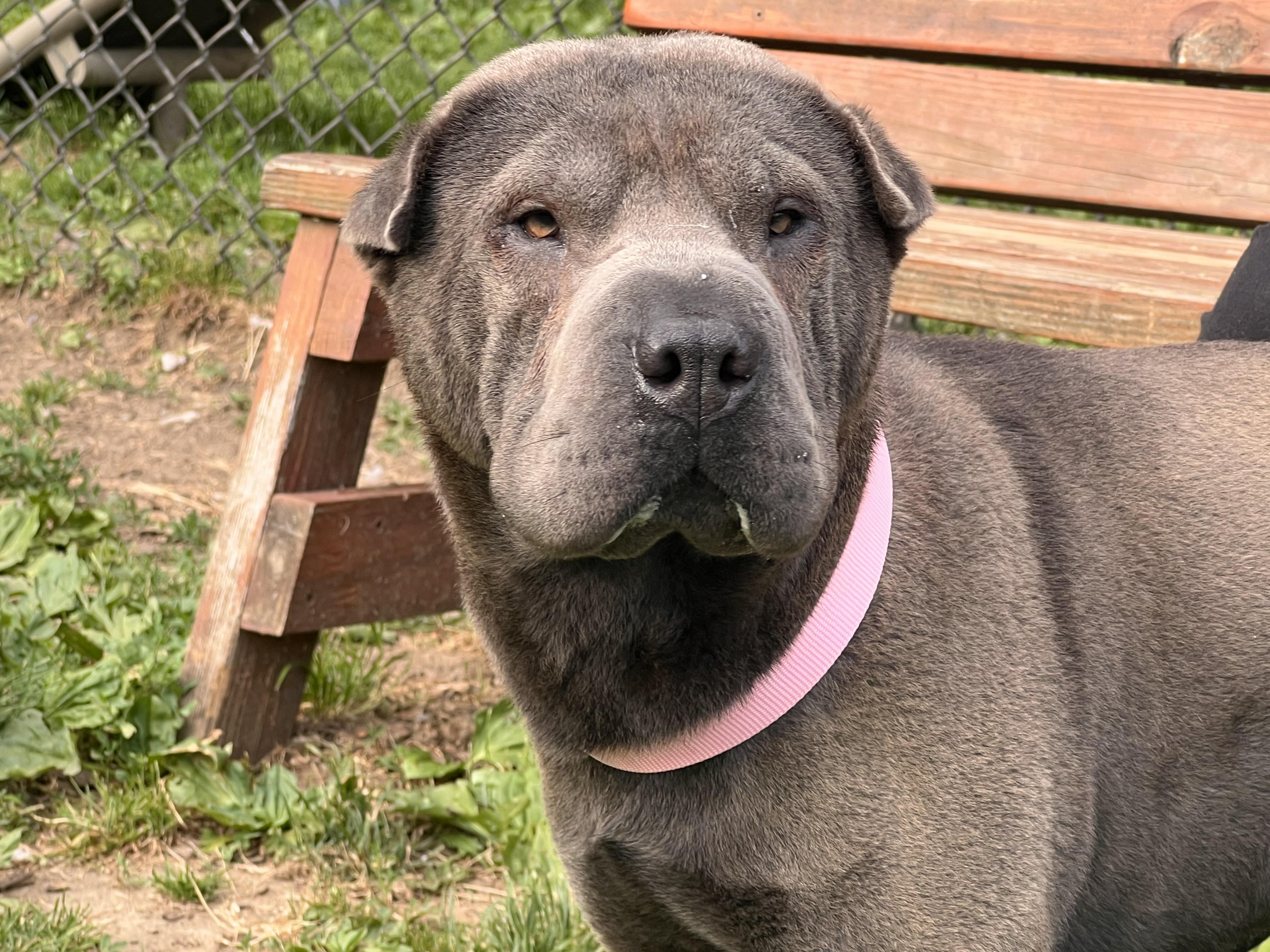WonTon, Adoptable, Young Female Shar-Pei.
