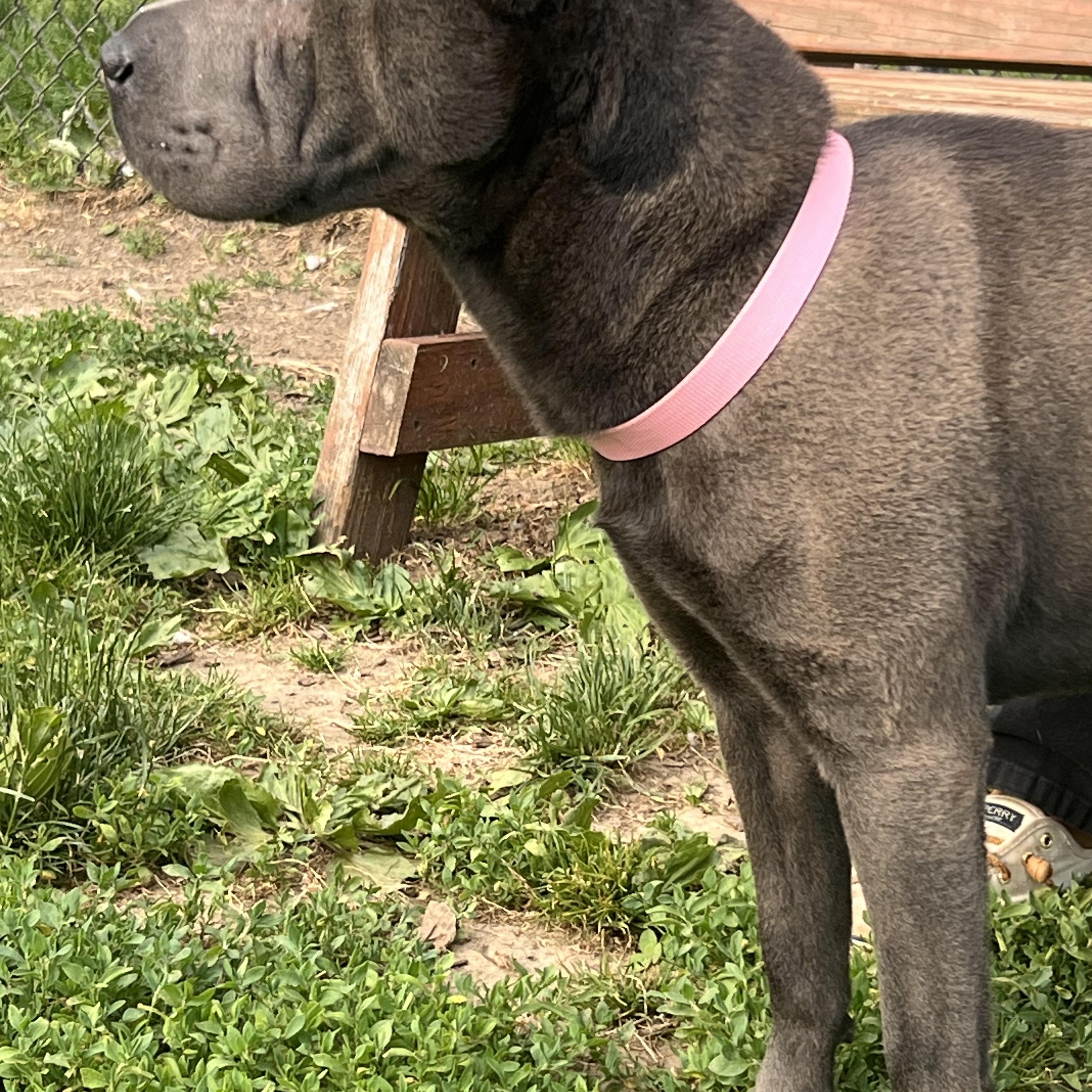 Enlarge WonTon, a Adoptable Shar-Pei in Yonkers, NY image 6/6