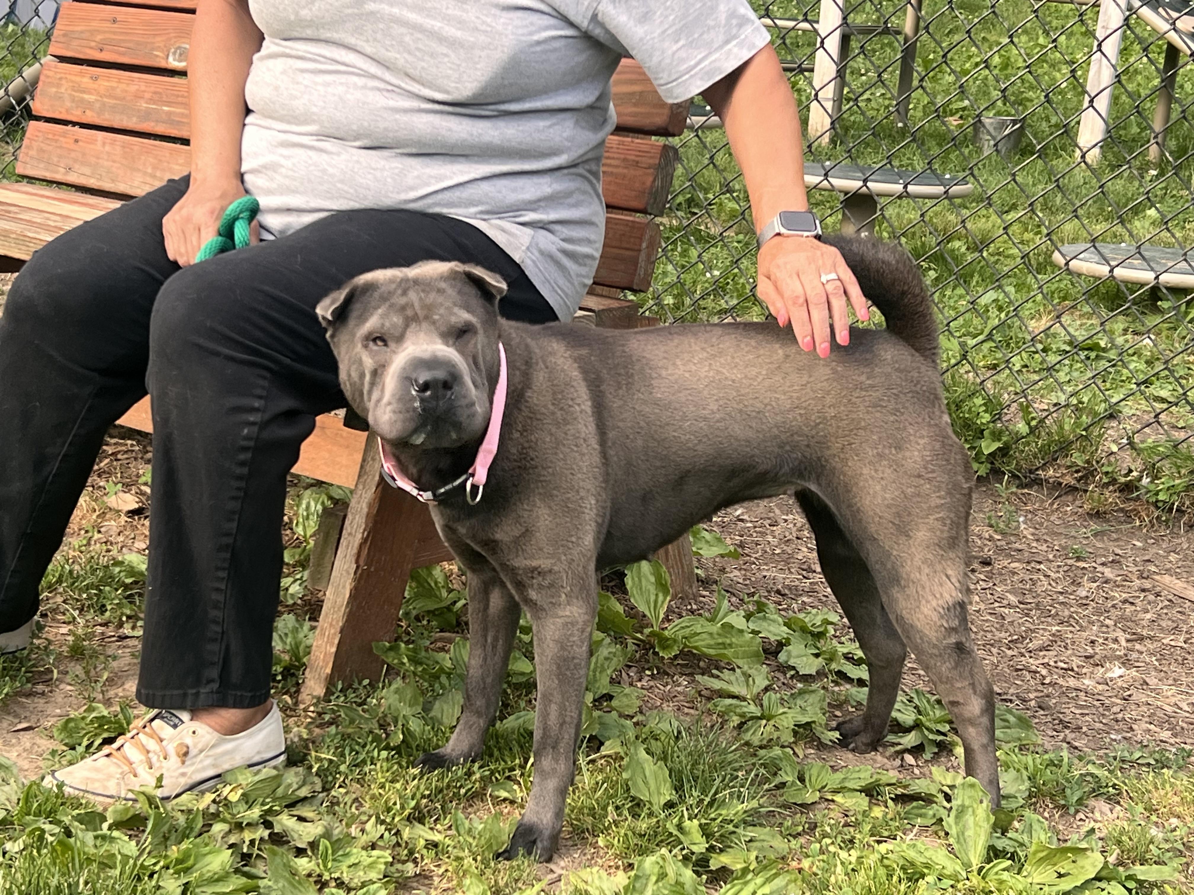 Enlarge WonTon, a Adoptable Shar-Pei in Yonkers, NY image 4/6
