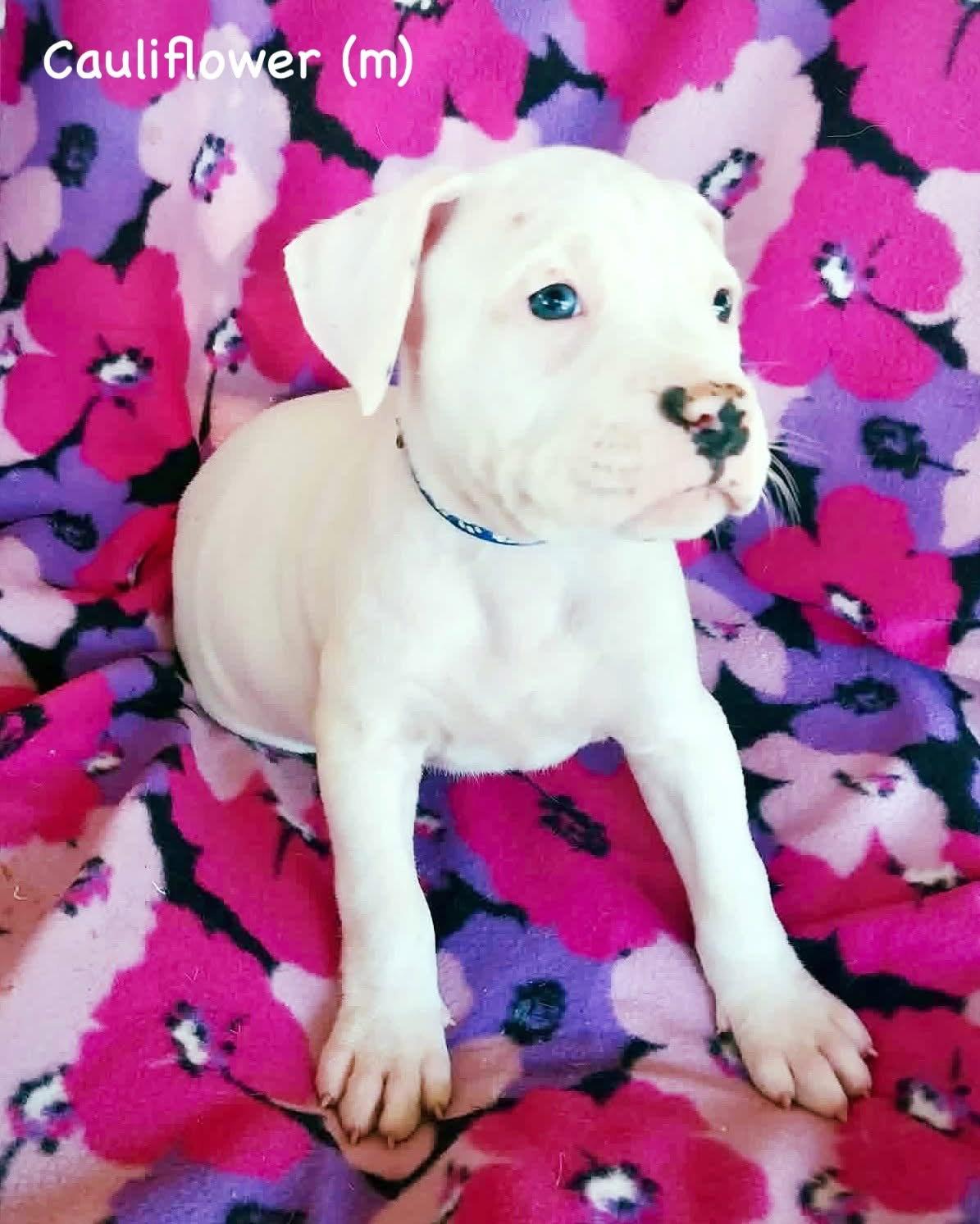 Enlarge Veg Litter - Cauliflower, a Adoptable Boxer in Monticello, NY image 1/1