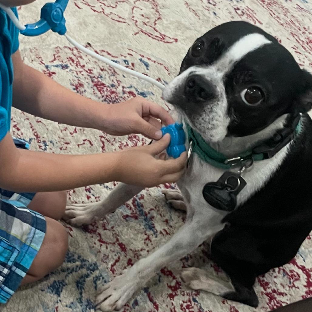 Bruiser, Adoptable, Adult Male Boston Terrier.