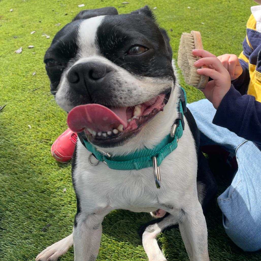 Enlarge Bruiser, a Adoptable Boston Terrier in San Mateo, CA image 2/4