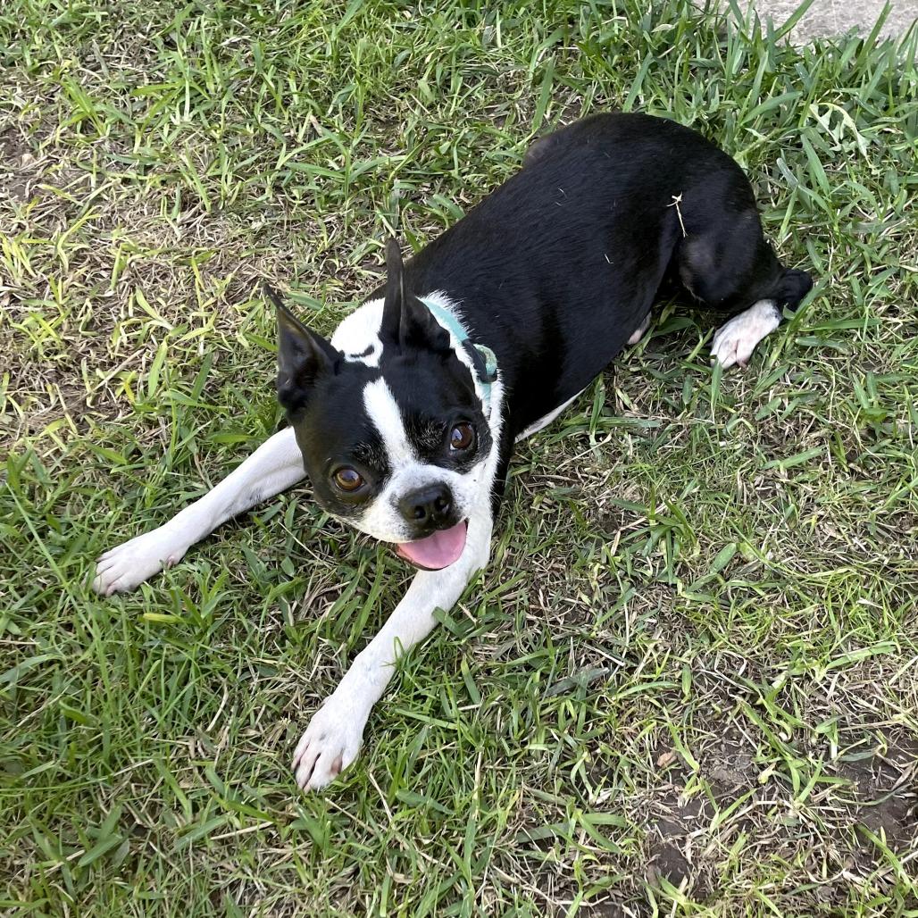 Enlarge Bruiser, a Adoptable Boston Terrier in San Mateo, CA image 3/4