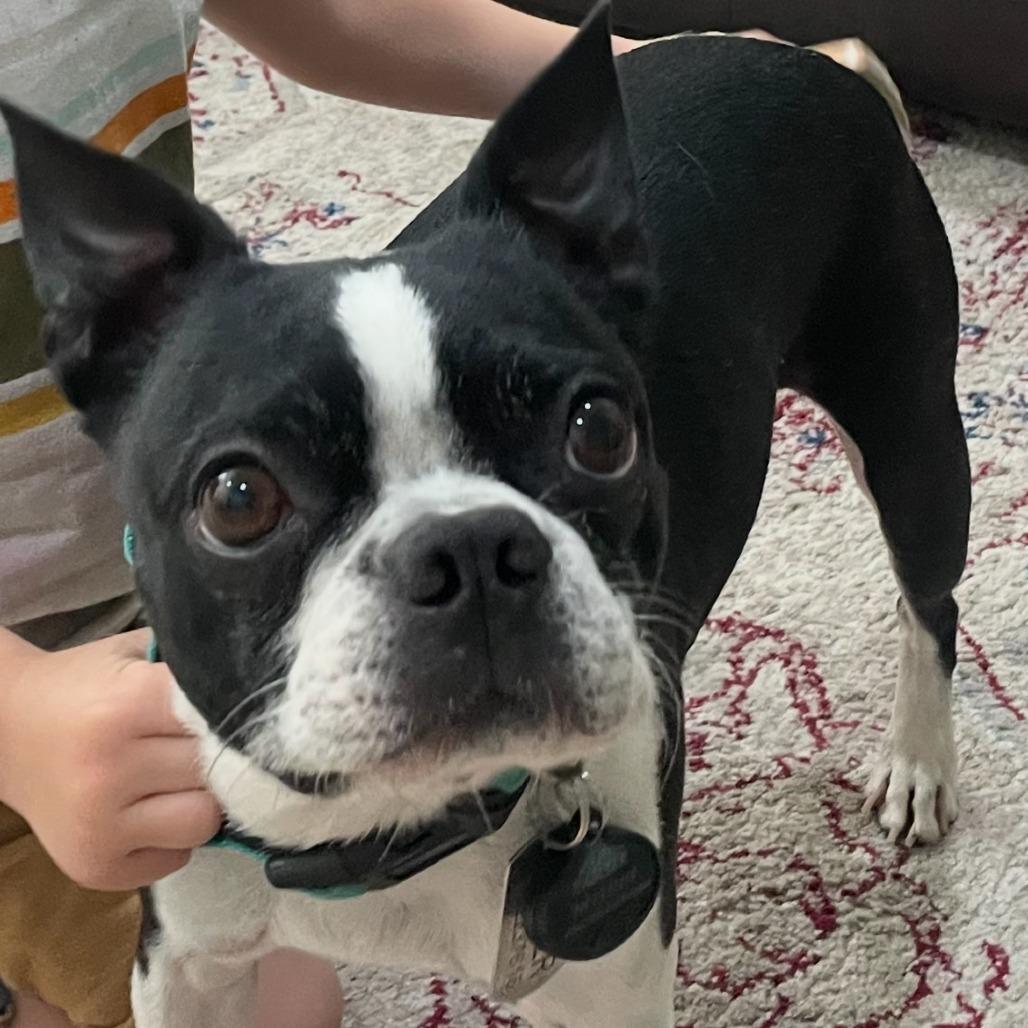 Enlarge Bruiser, a Adoptable Boston Terrier in San Mateo, CA image 4/4