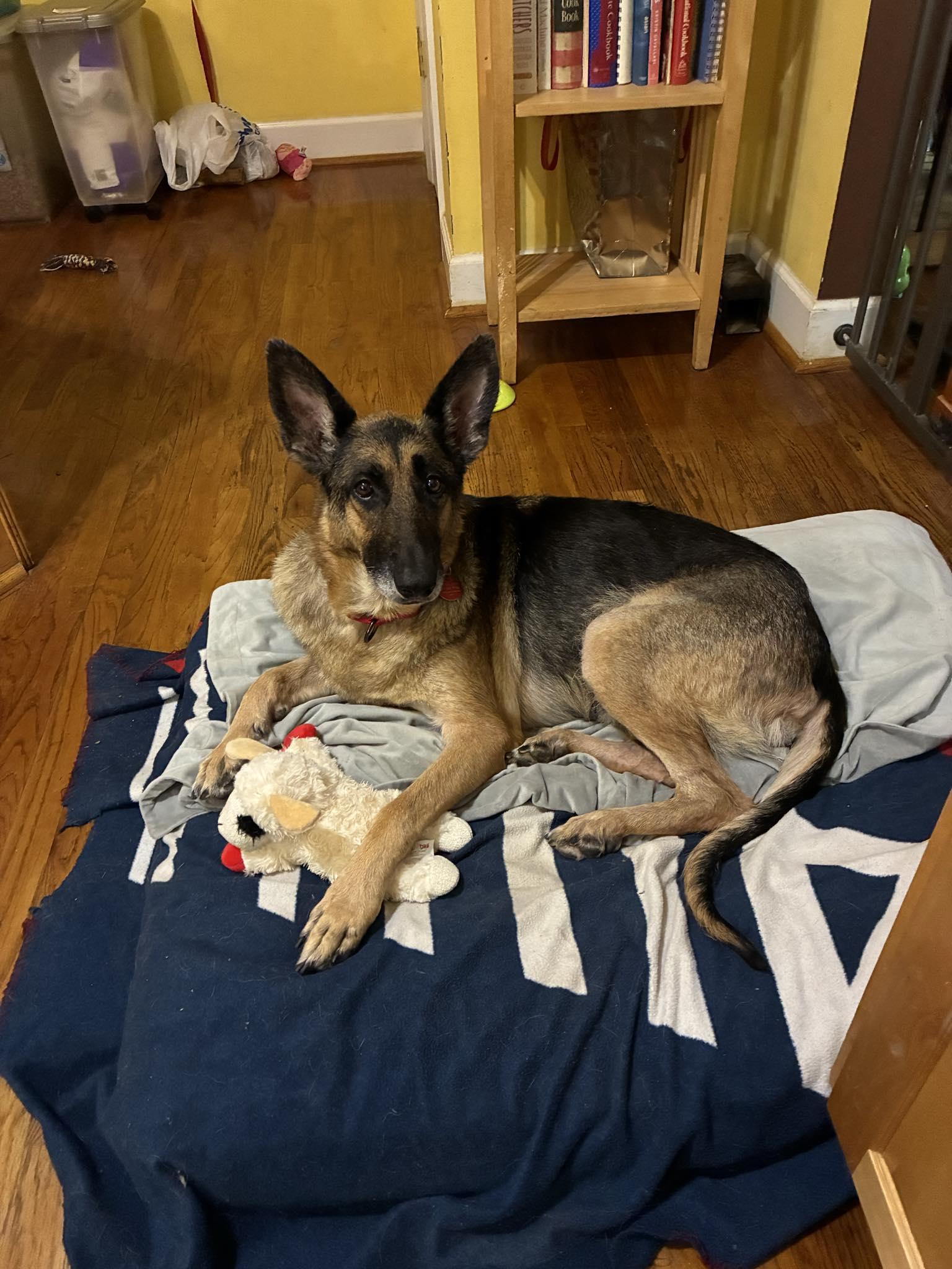 Tilly, a Adoptable German Shepherd Dog image 1/5