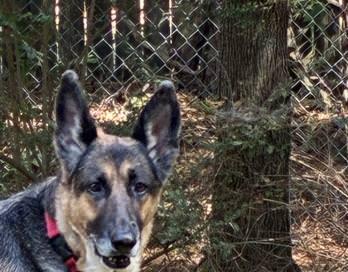 Tilly, a Adoptable German Shepherd Dog image 2/5