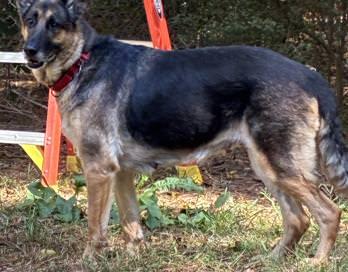 Tilly, a Adoptable German Shepherd Dog image 3/5