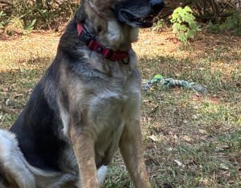 Tilly, a Adoptable German Shepherd Dog image 4/5