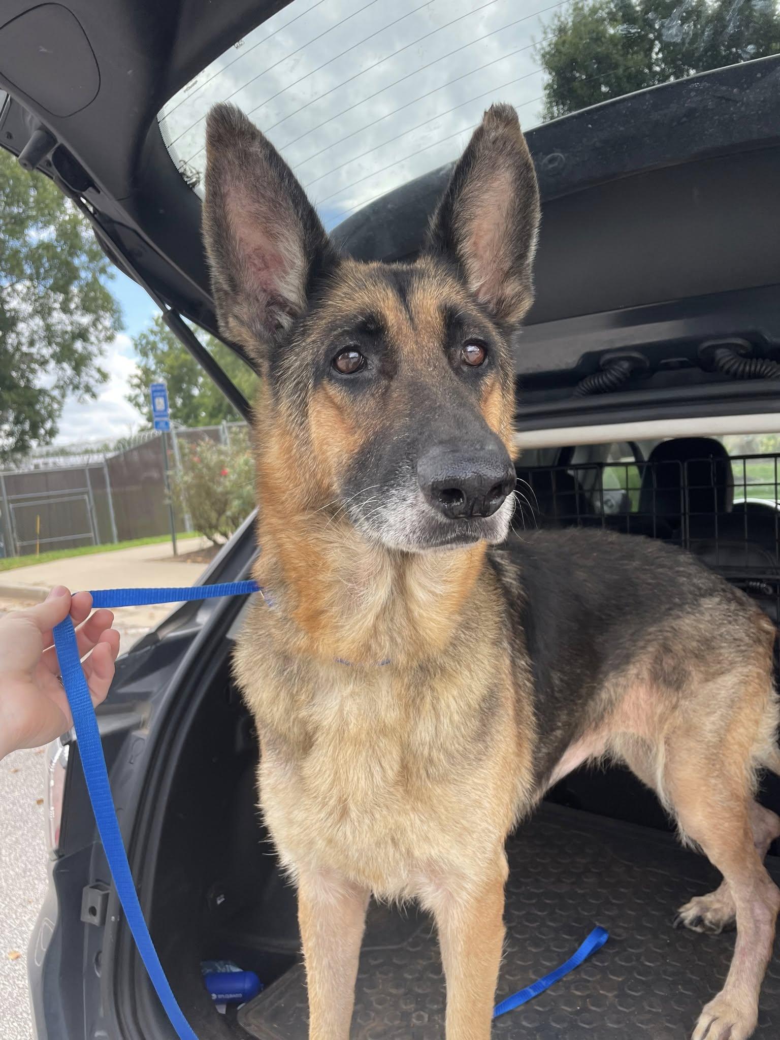 Tilly, a Adoptable German Shepherd Dog image 5/5