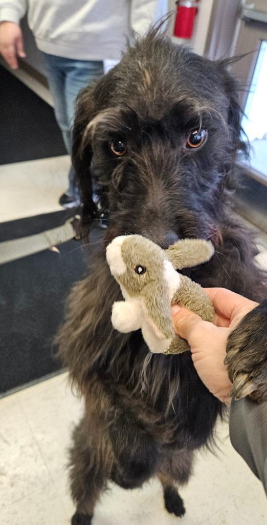 Milo, Adoptable, Adult Male Labrador Retriever.