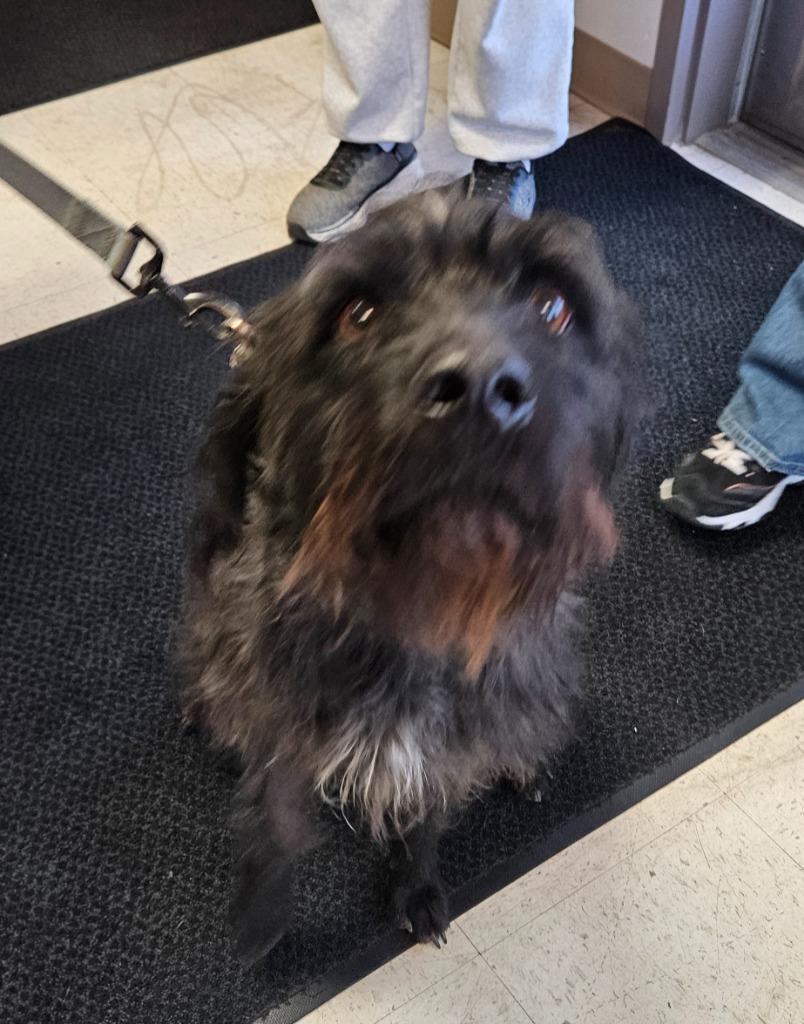 Milo, a Adoptable Labrador Retriever in Green River, WY image 2/2