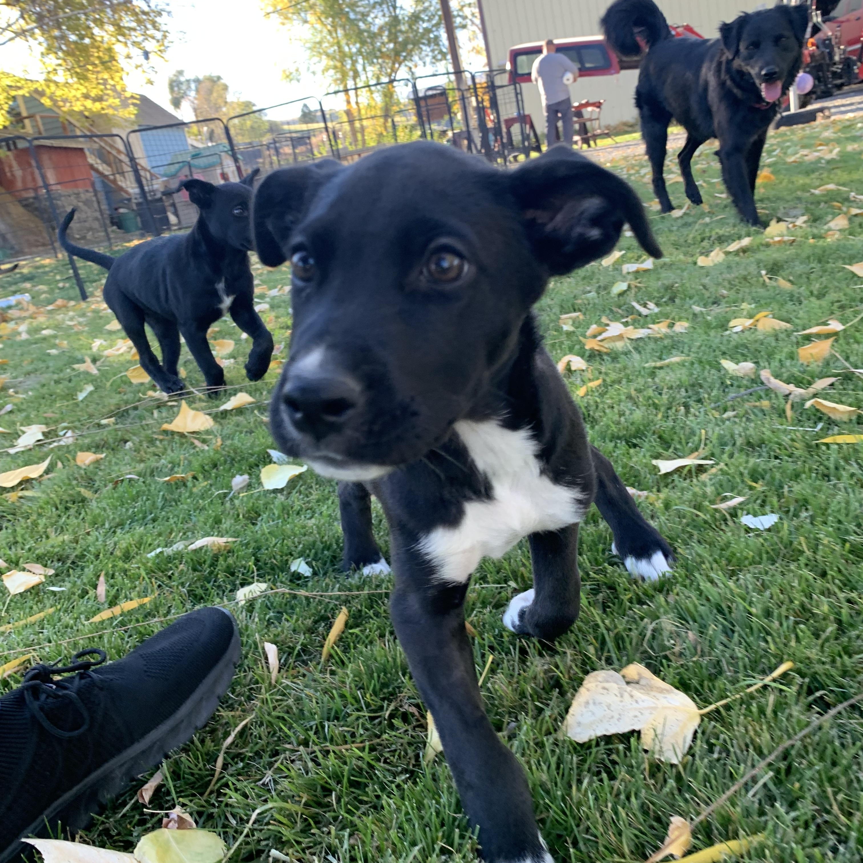 Enlarge Toby, a Adoptable mixed breed in Seattle, WA image 3/5