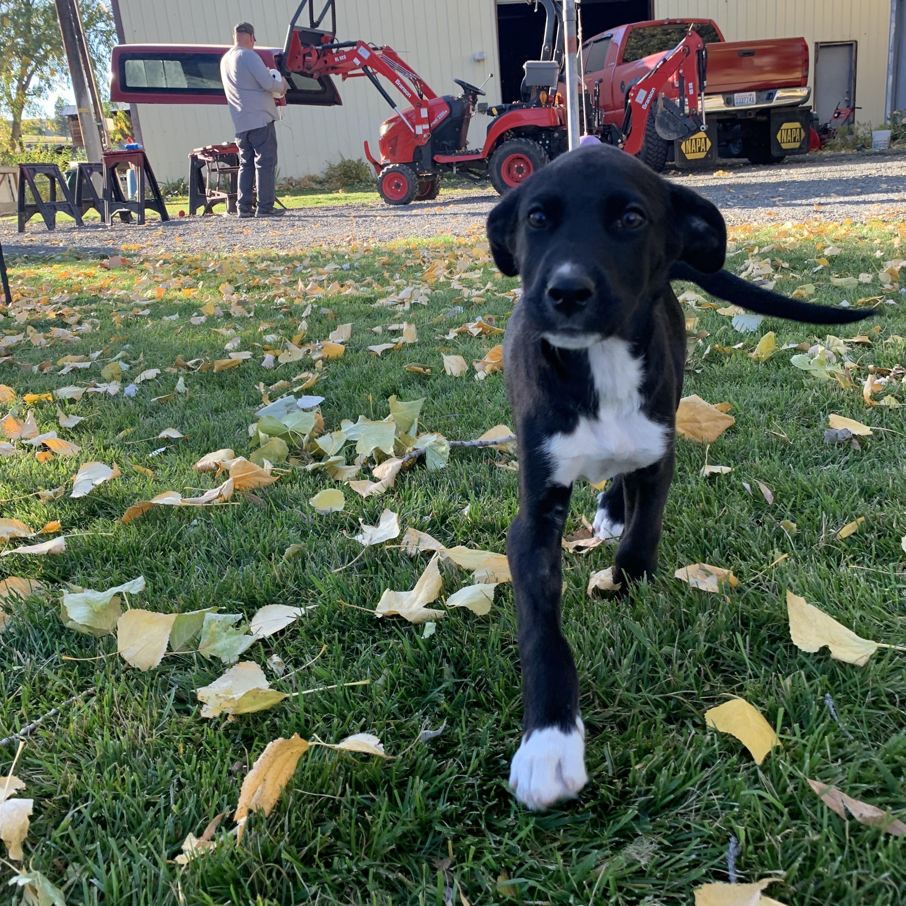 Enlarge Toby, a Adoptable mixed breed in Seattle, WA image 2/5
