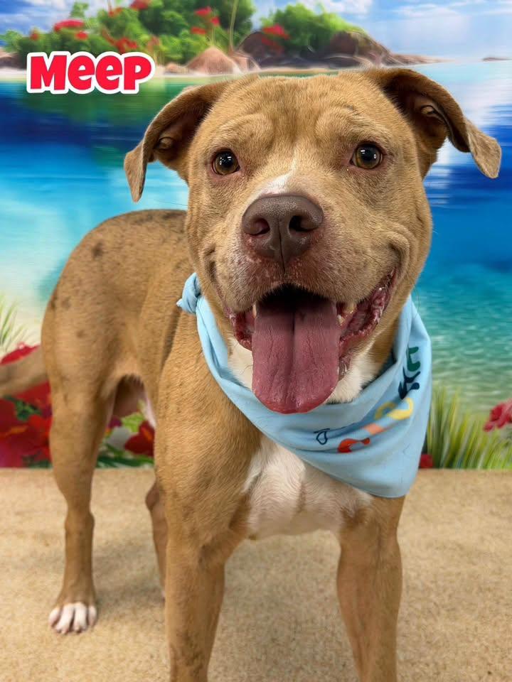 Meep, ADOPTABLE, Adult Male Mixed Breed.