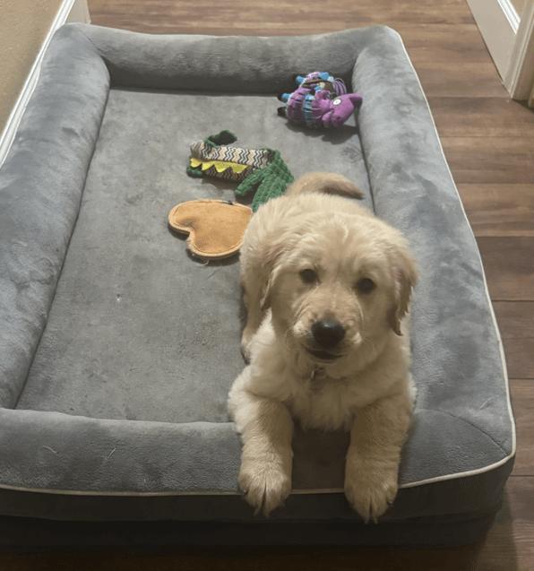 Romeo, ADOPTABLE, Puppy Male Golden Retriever.