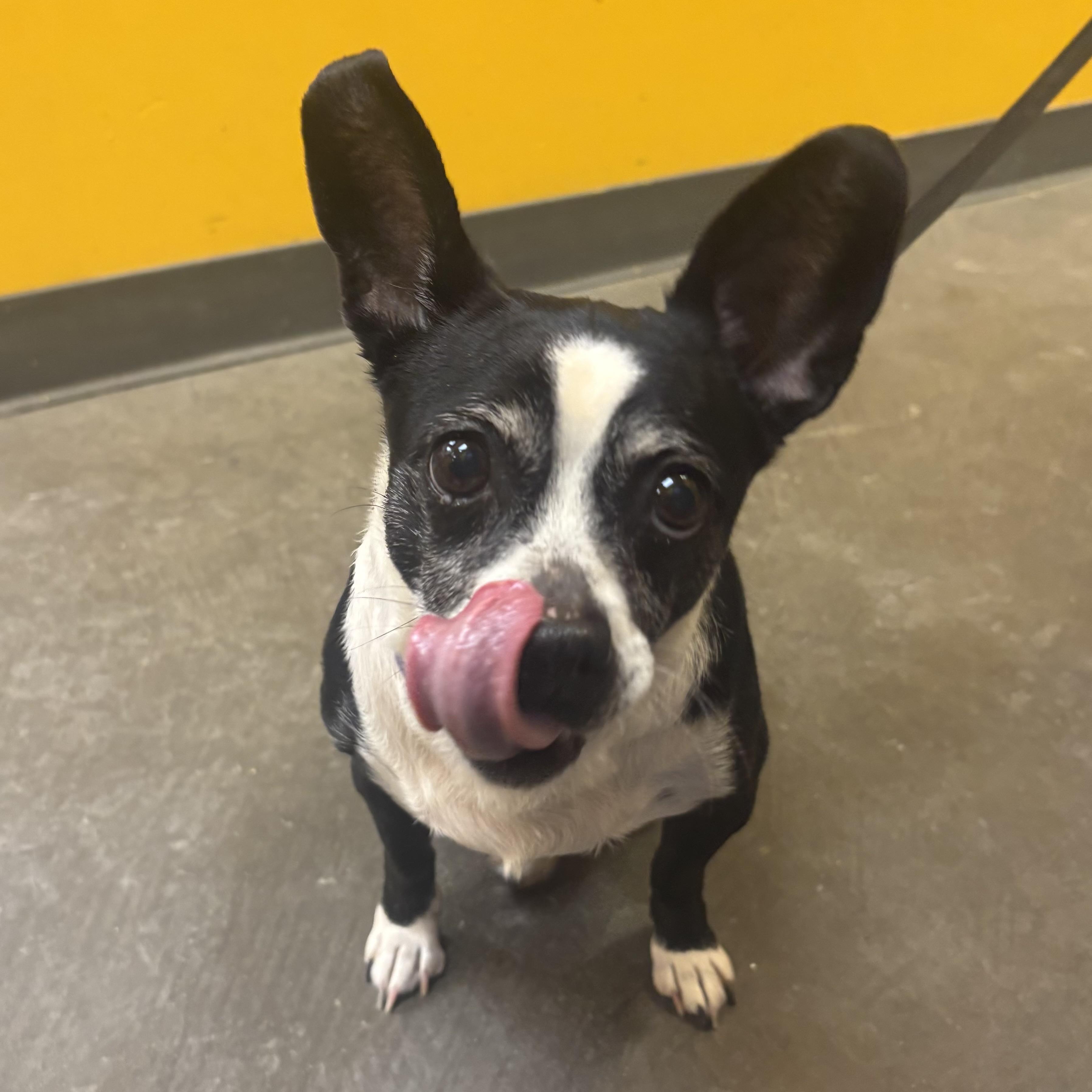 Enlarge Zoey, an adopted mixed breed in Waynesburg, PA image 6/6