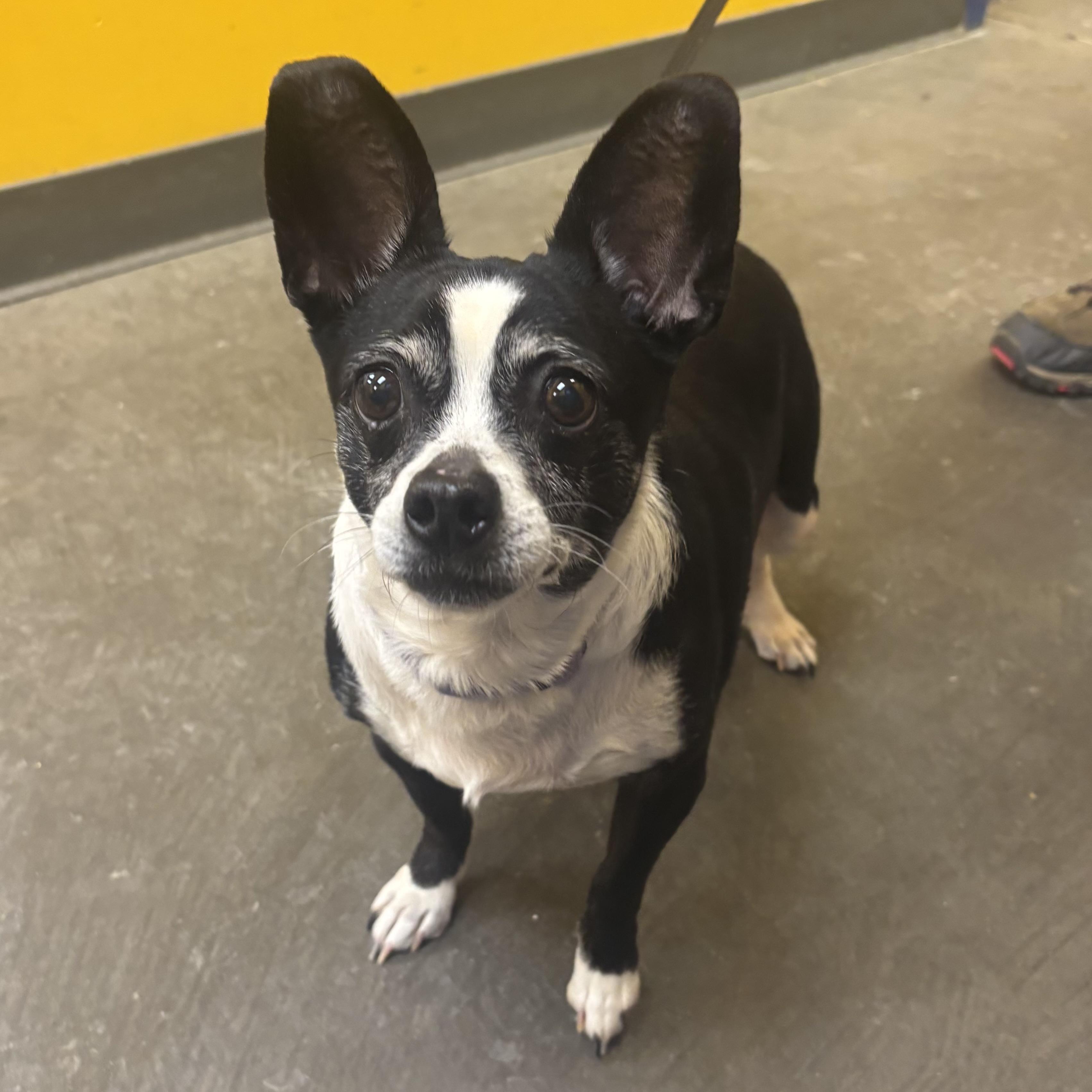 Enlarge Zoey, an adopted mixed breed in Waynesburg, PA image 3/6